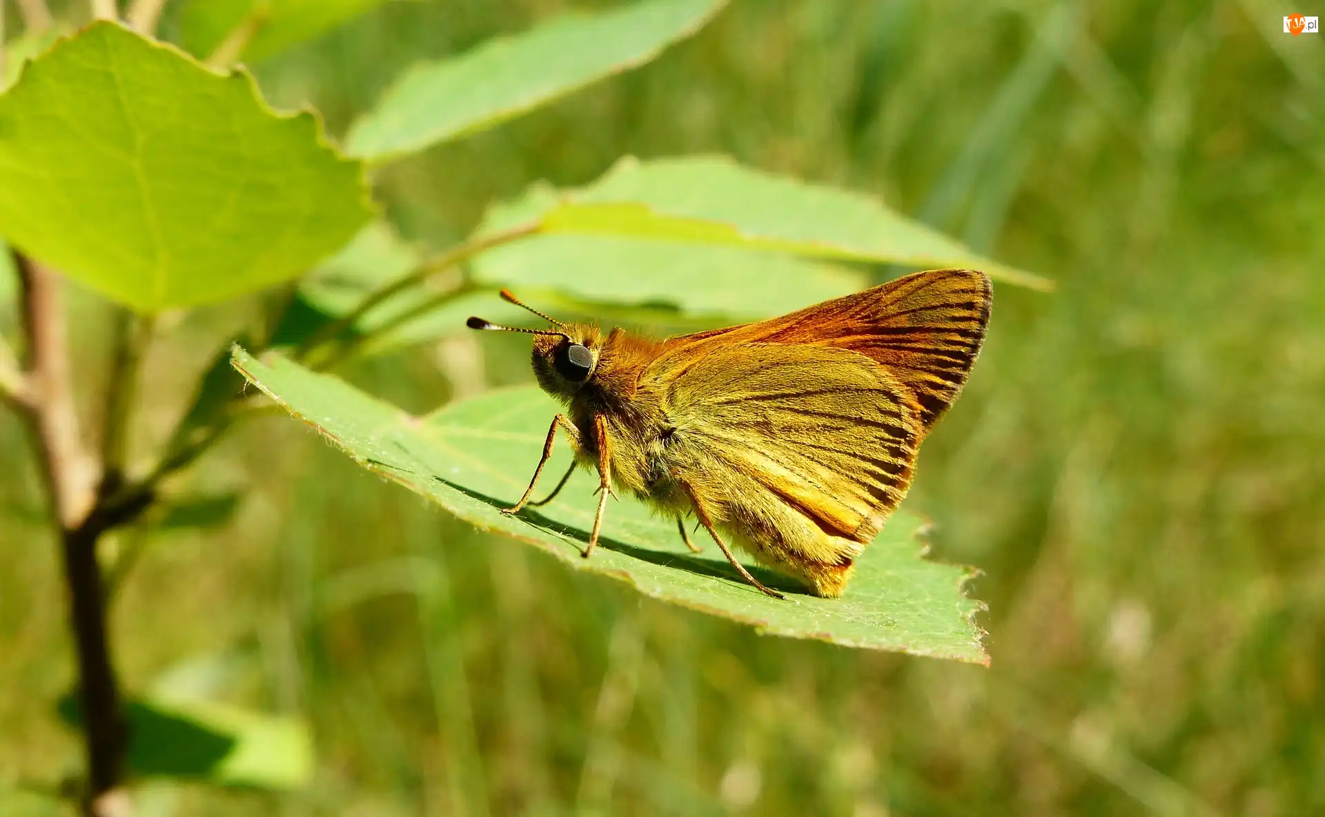 Liść, Owad, Motyl, Karłątek kniejnik