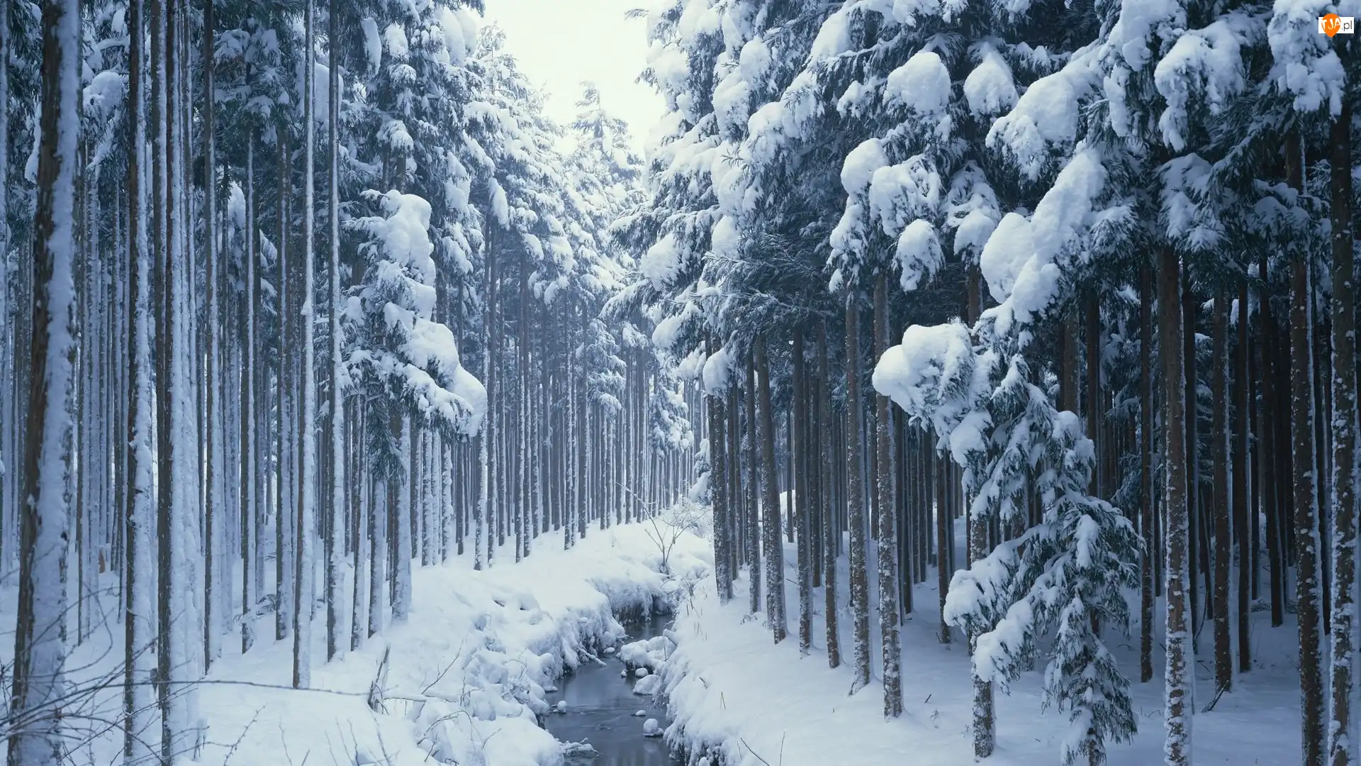 Rzeczka, Zima, Śnieg, Las