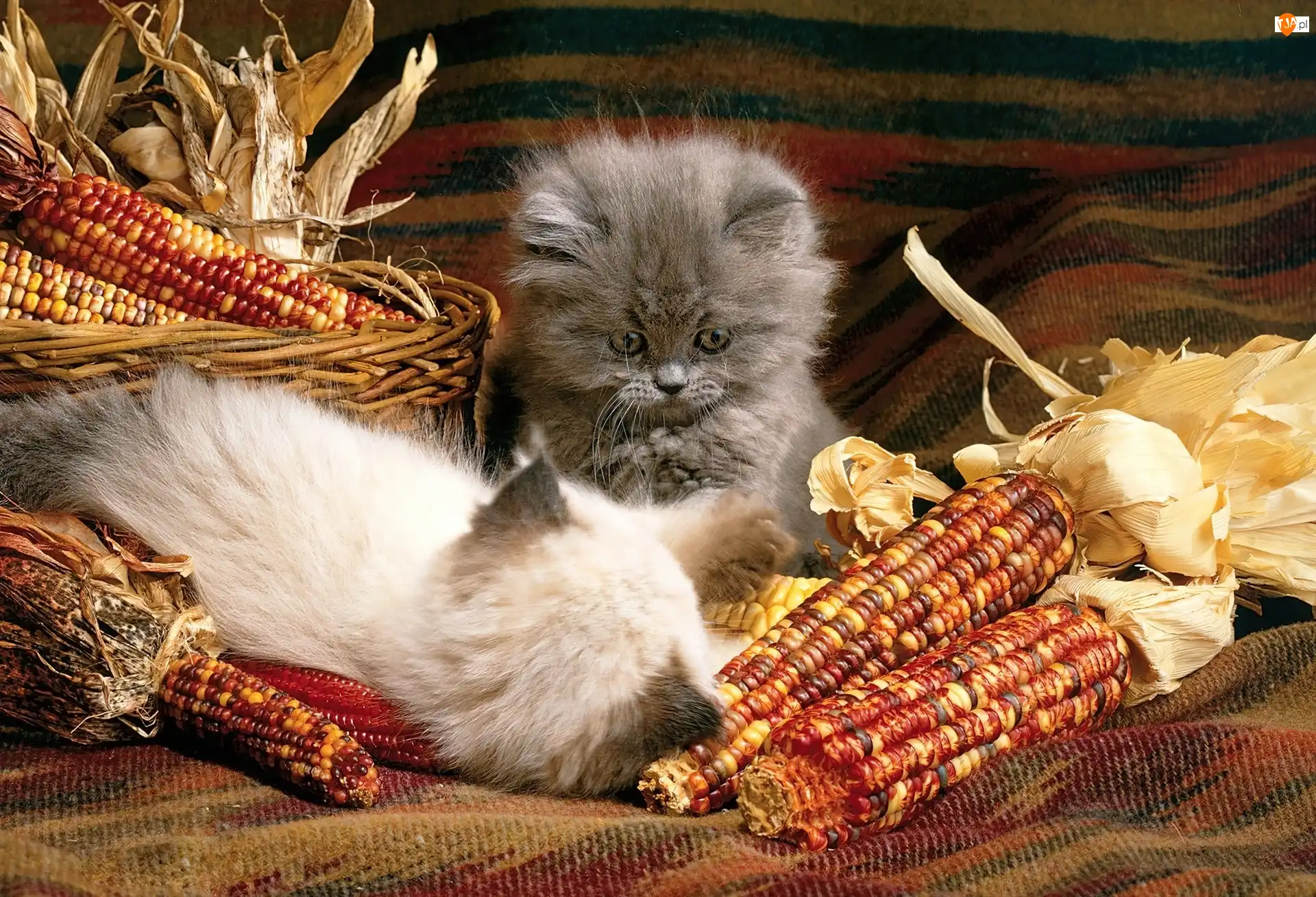 Kotki, Kukurydza, Małe, Dwa, Suszona