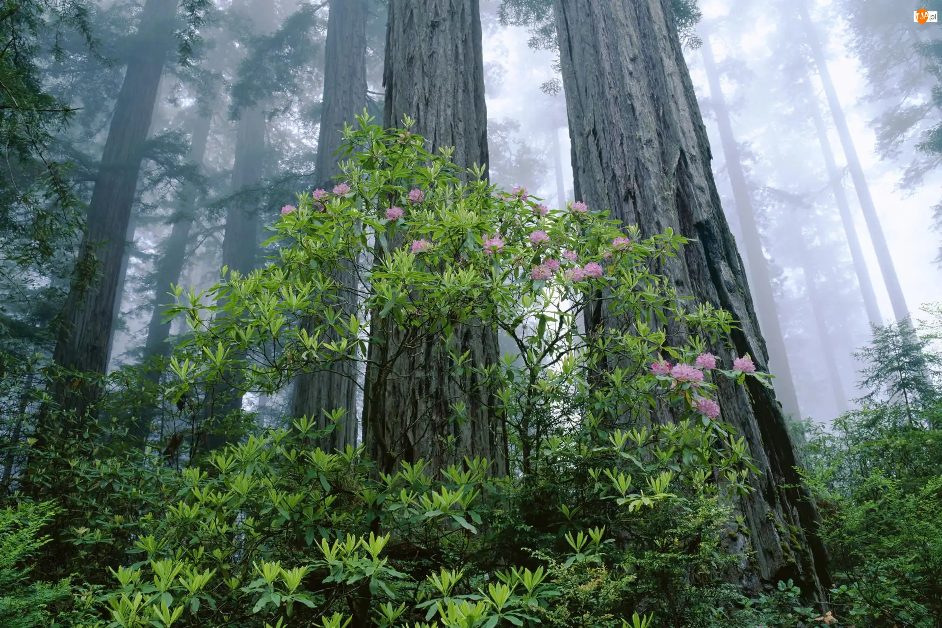 Rododendron, Stan Kalifornia, Różanecznik, Mgła, Krzew, Park Narodowy Redwood, Las, Stany Zjednoczone, Drzewa
