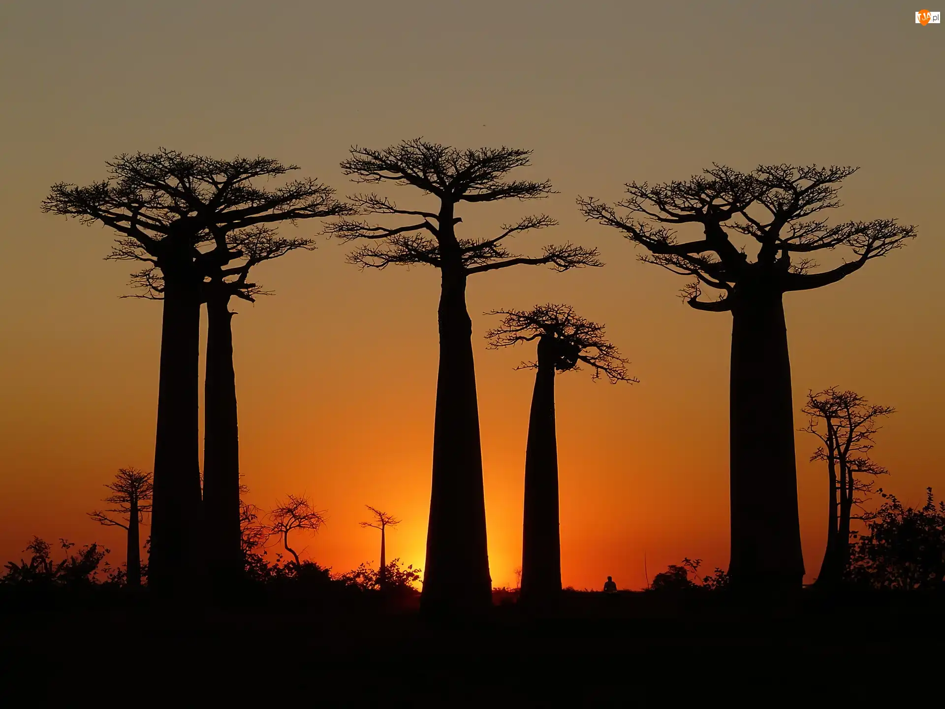 Zachód Słońca, Drzewa, Baobab