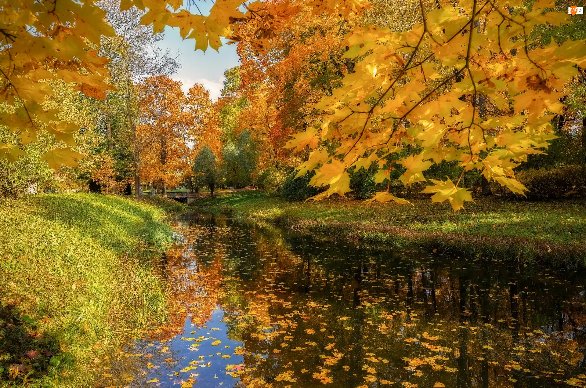 Park, Jesień, Drzewa, Liście, Rzeka, Żółte