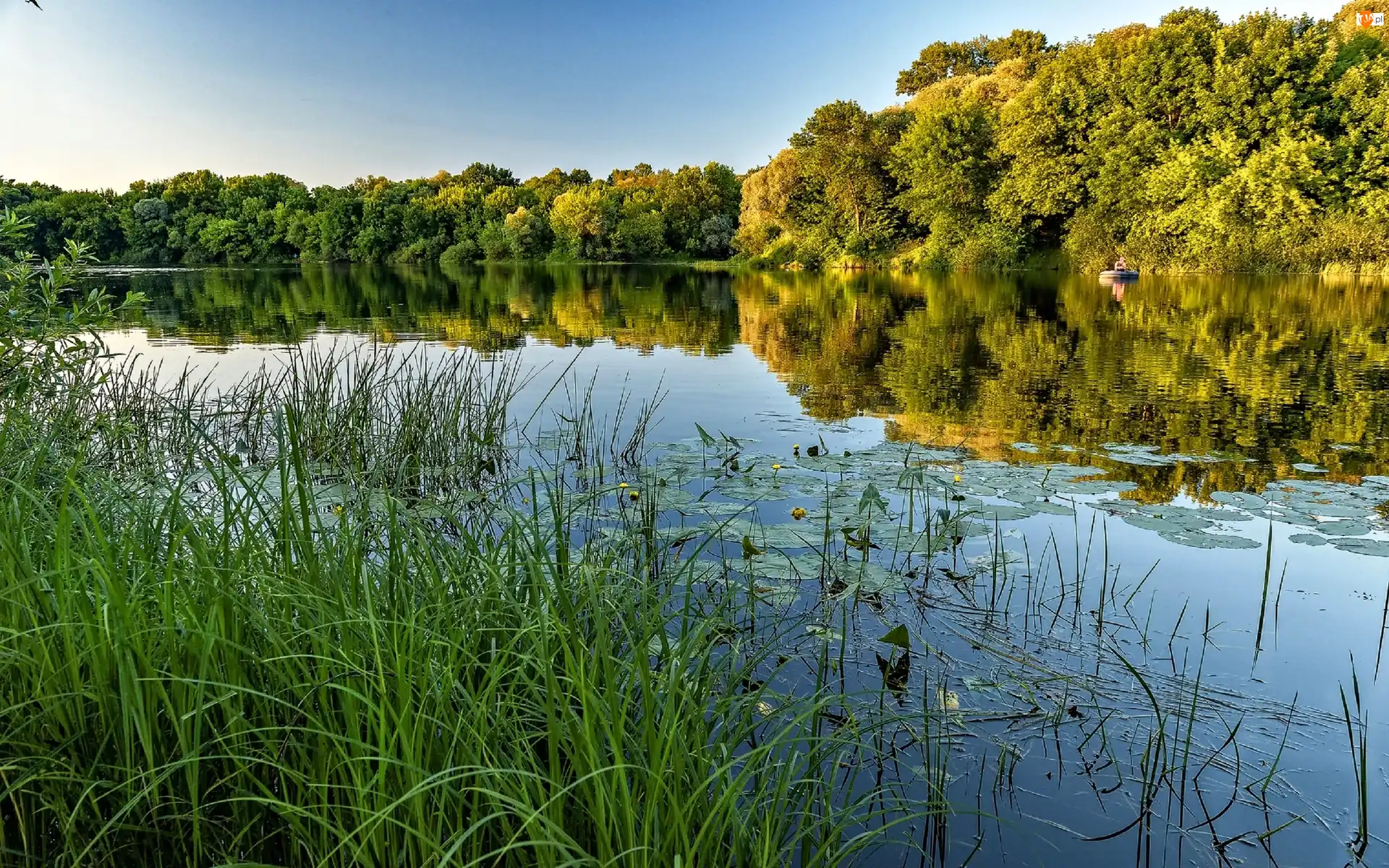 Trawy, Rzeka, Drzewa