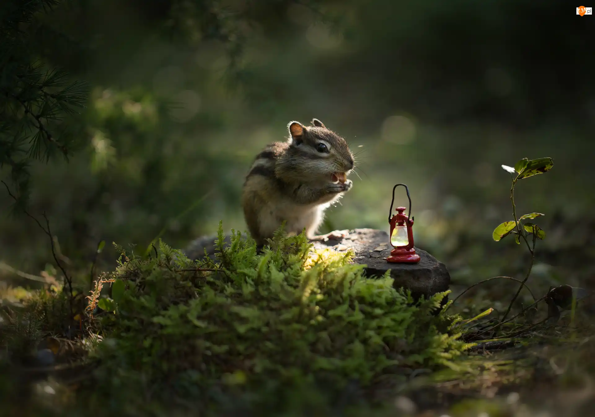 Chipmunk, Pręgowiec, Kamienie, Światło, Lampka naftowa, Mech