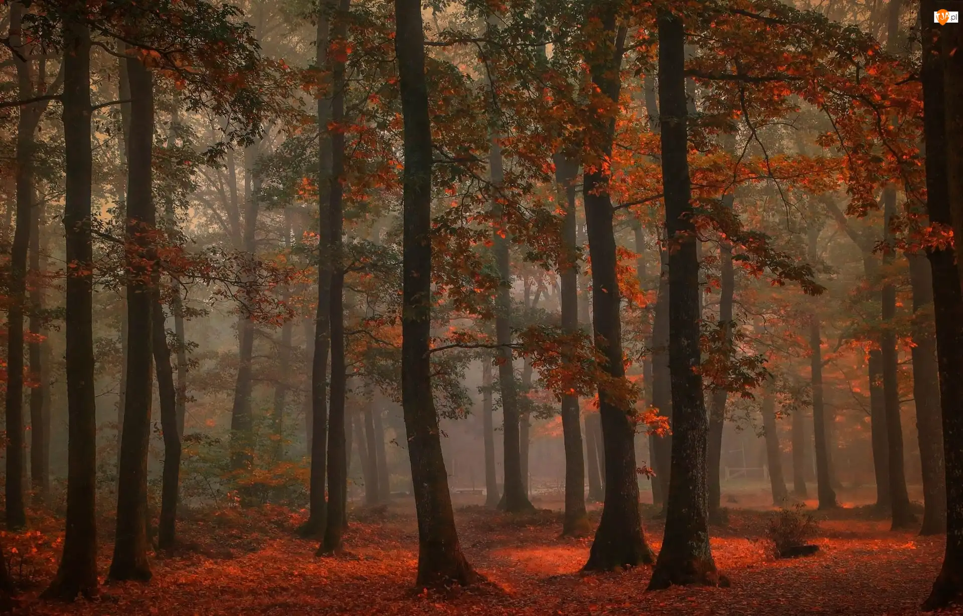Drzewa, Jesień, Mgła, Las liściasty
