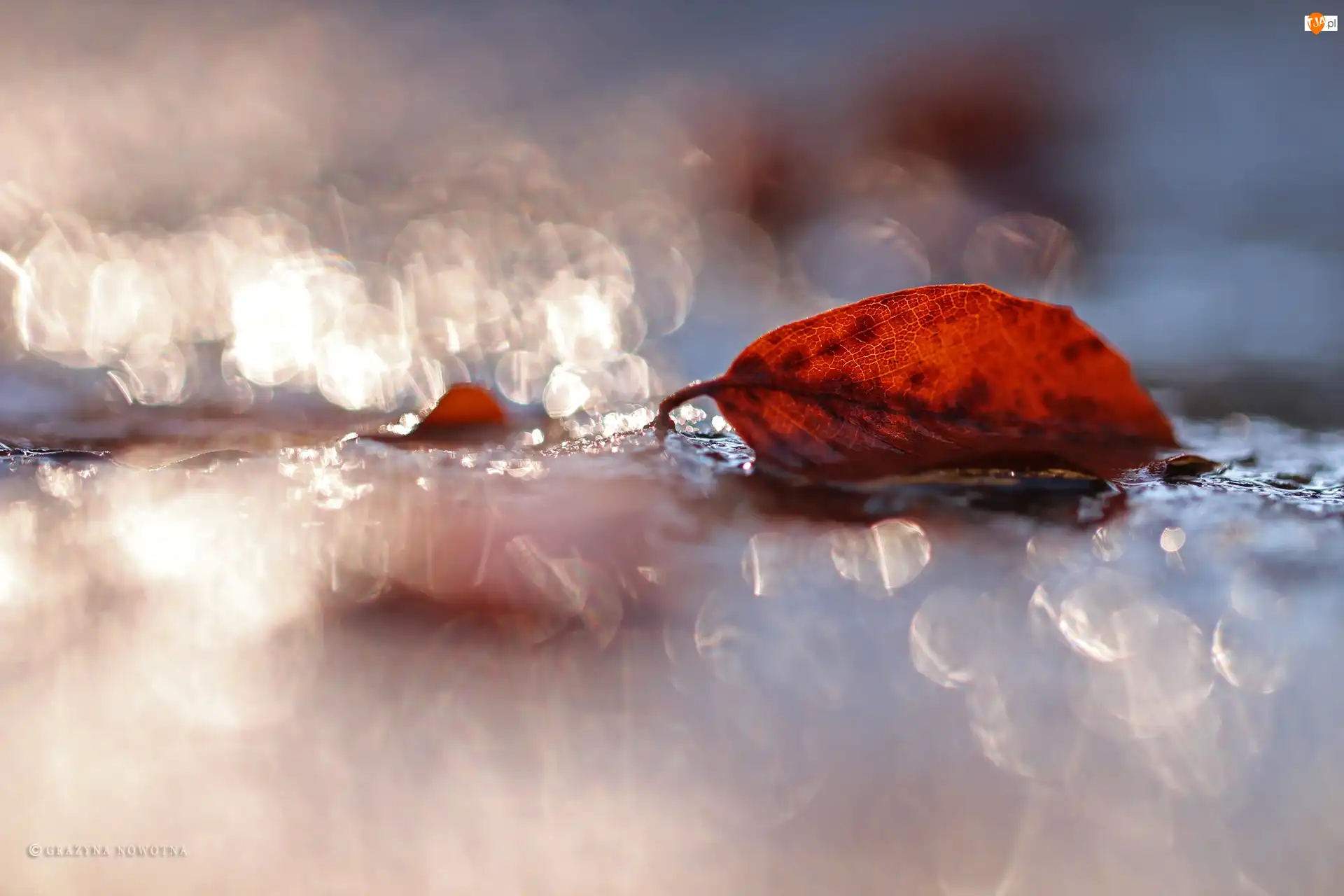 Bokeh, Liść