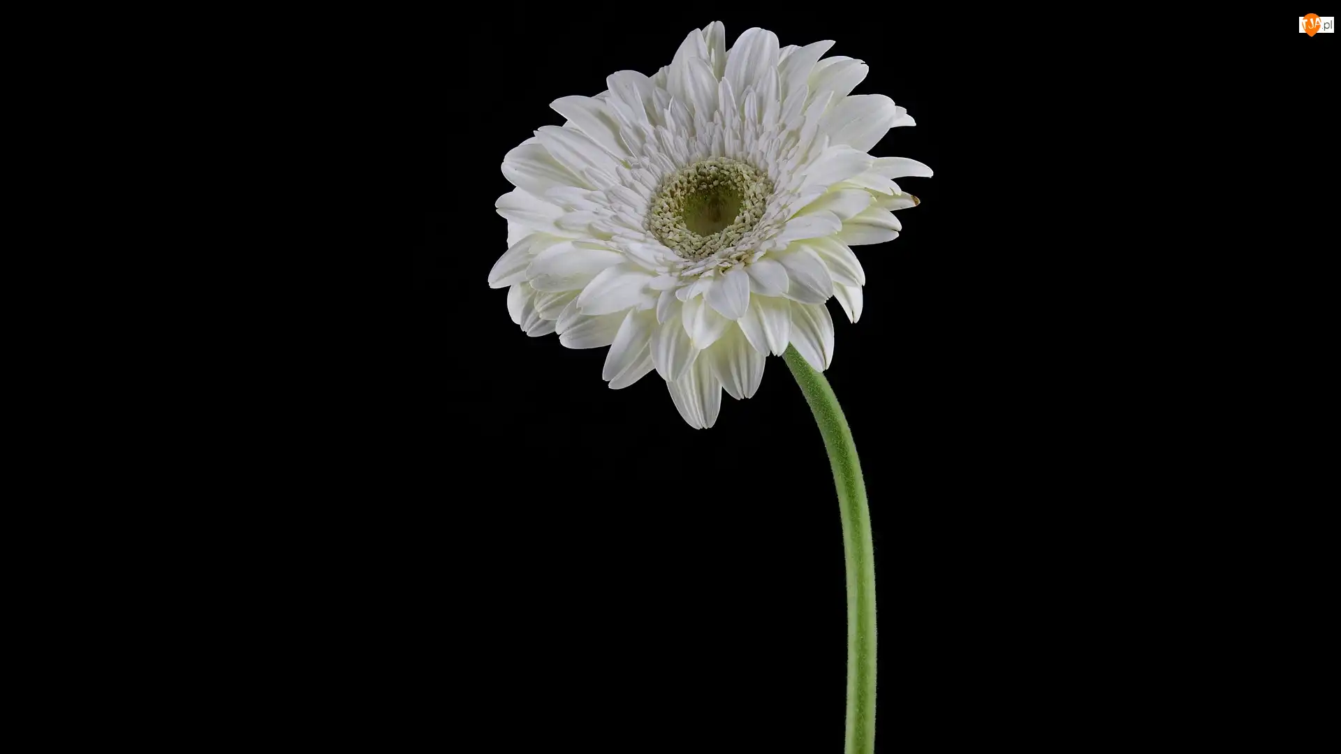 Tło, Biała, Gerbera, Ciemne