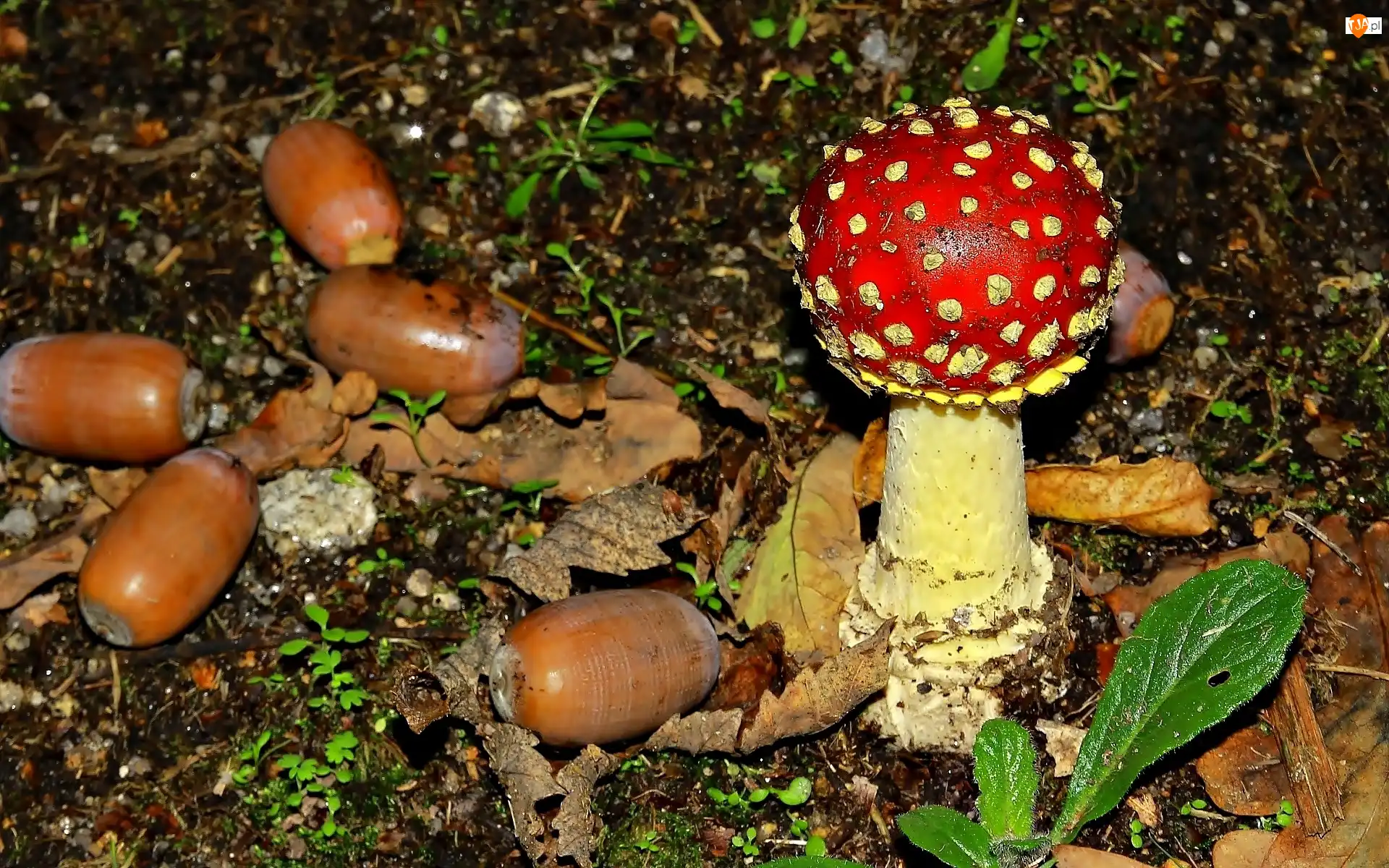 Liście, Muchomor, Żołędzie