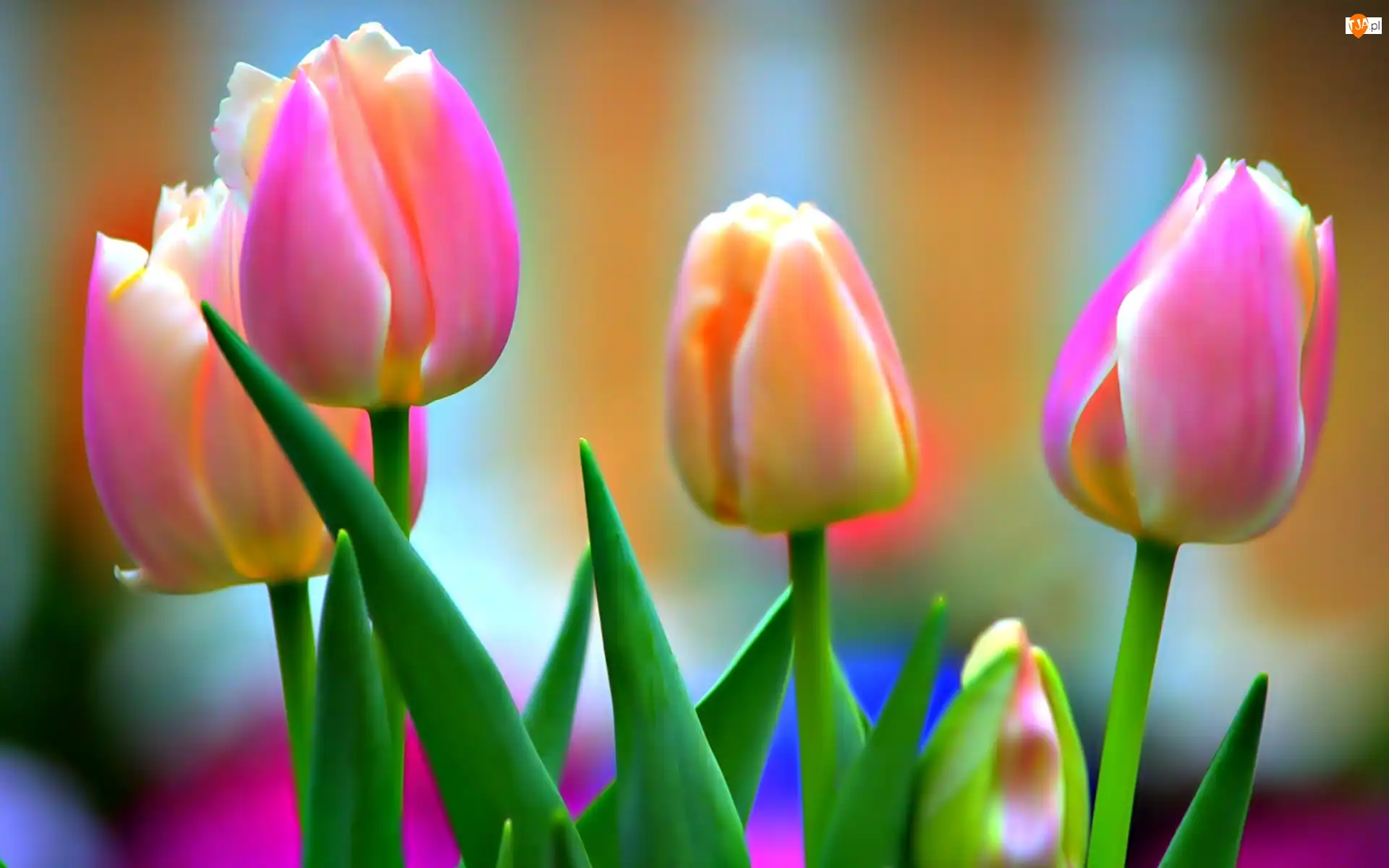 Tulipany, Kwiaty