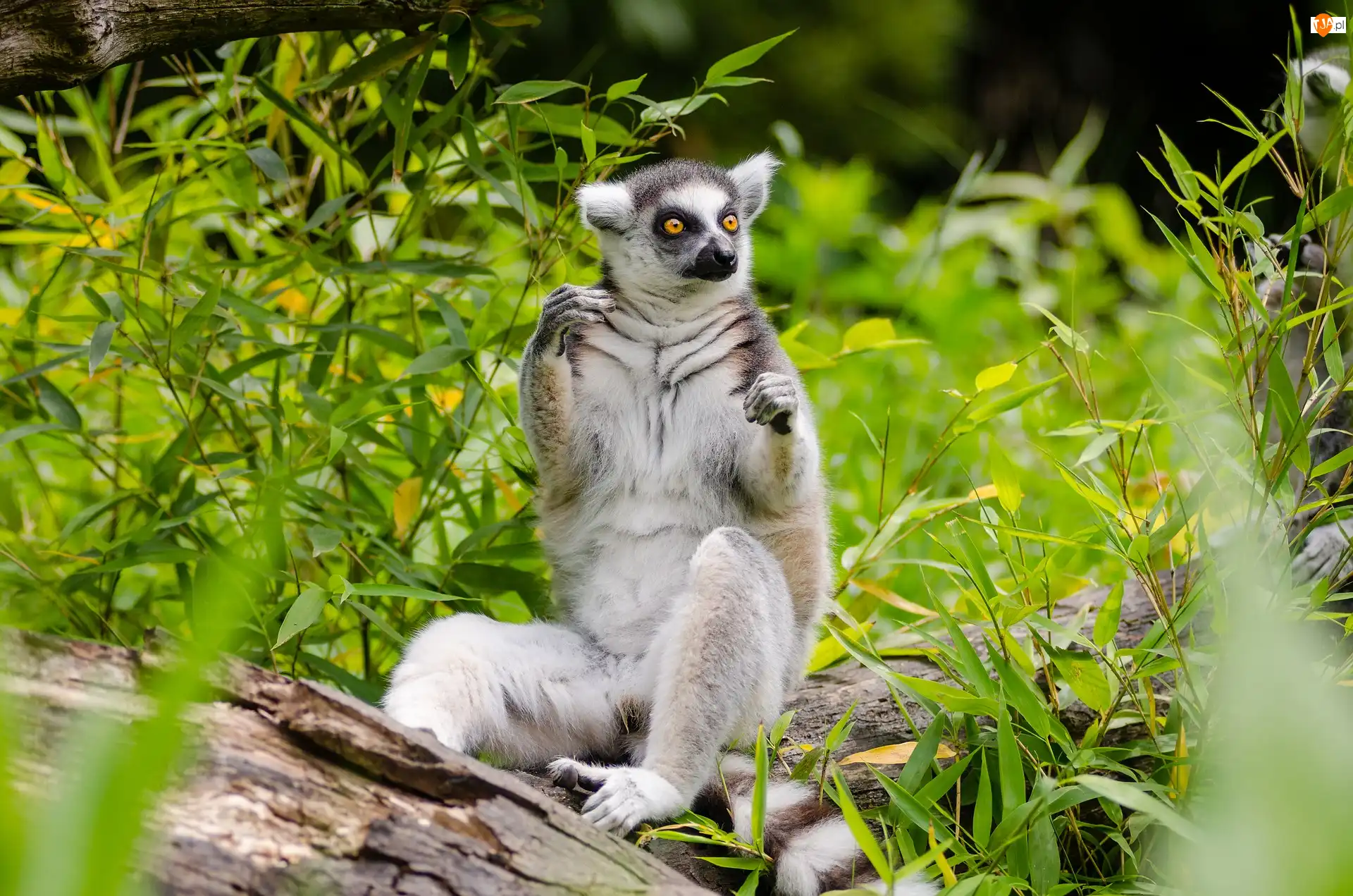 Trawy, Lemur, Pnie