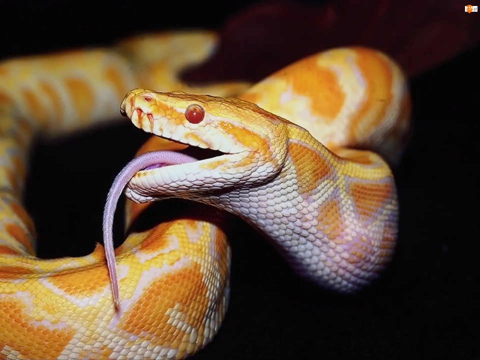 Język, Wąż, Żółty