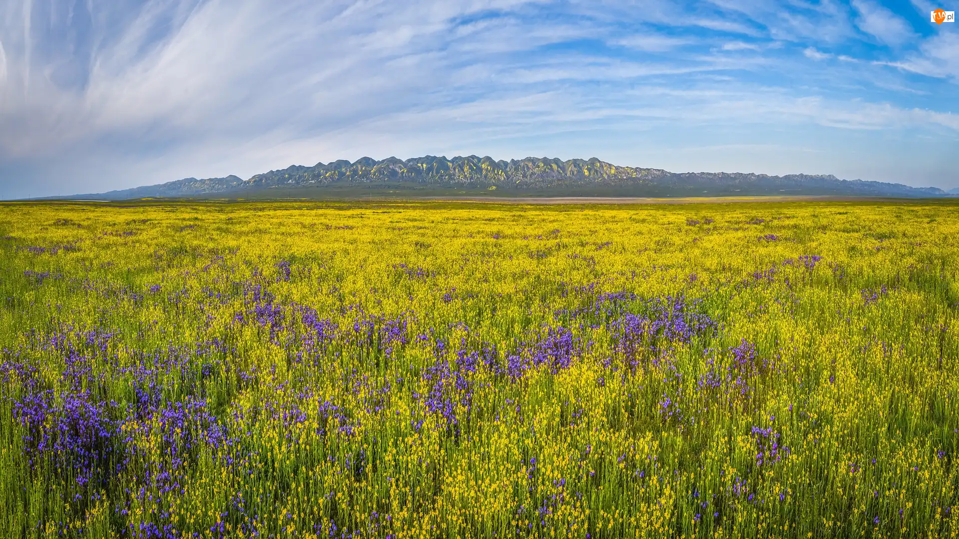Carrizo Plain National Monument, Polne, Góry, Kalifornia, Kwiaty, Rezerwat przyrody, Stany Zjednoczone, Łąka