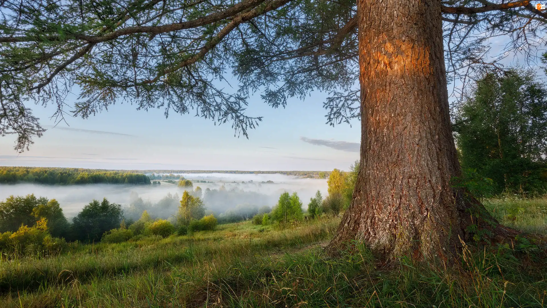 Trawa, Drzewa, Mgła