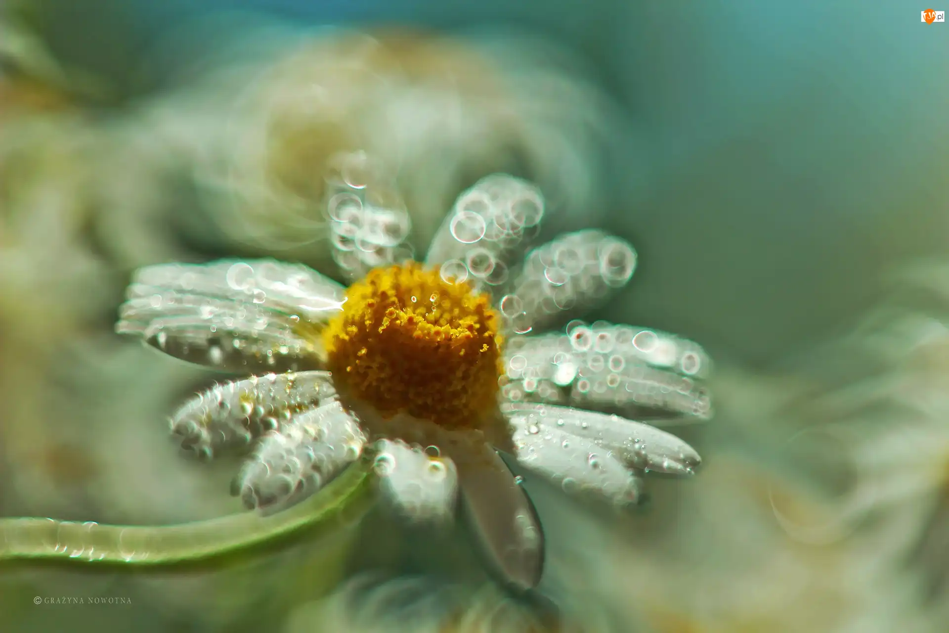 Bokeh, Margerytka, Biały, Kwiat