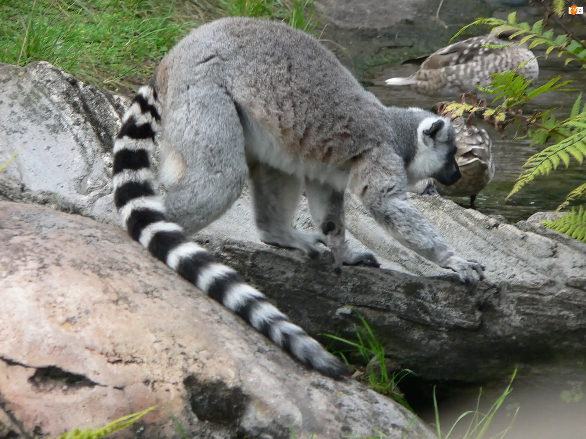 Kamienie, Długi, Ogon, Lemura