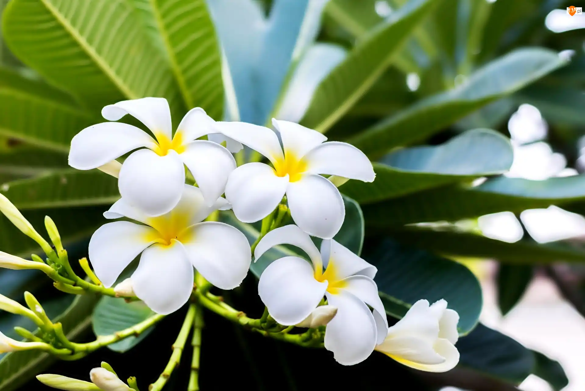 Liście, Kwiaty, Plumeria