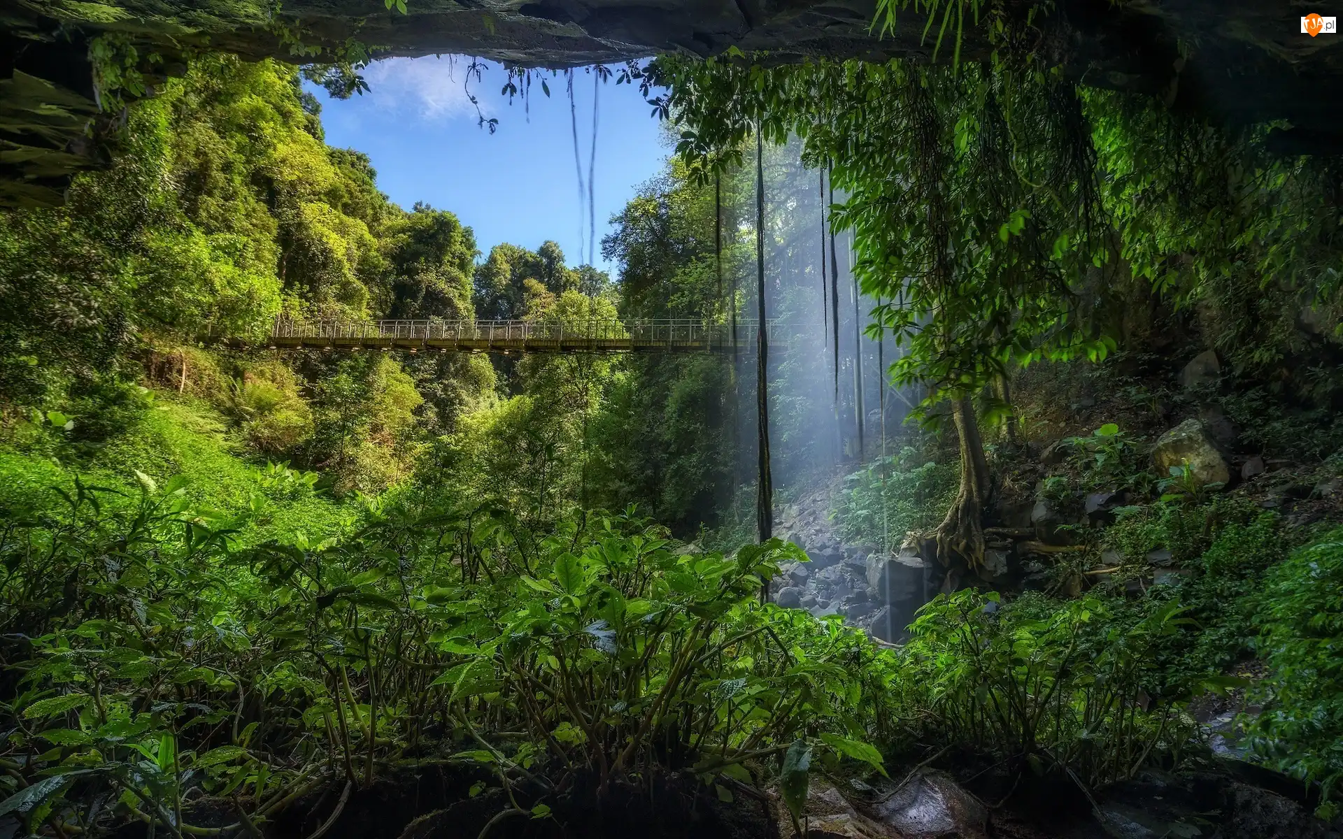 Wodospad, Australia, Las deszczowy, Crystal Fall, Nowa Południowa Walia, Park Narodowy Dorrigo, Most, Drzewa