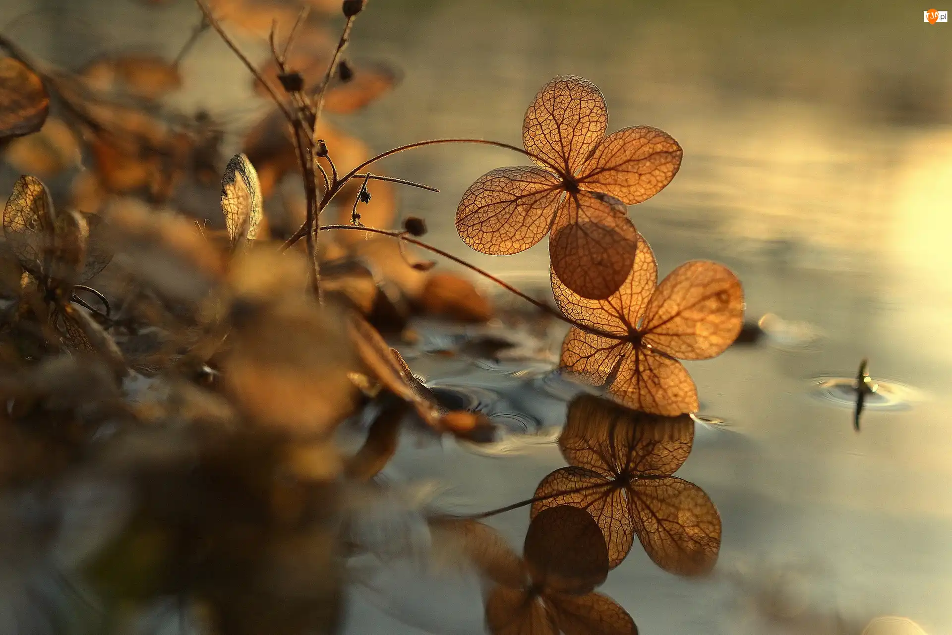 Natura, Rośliny, Woda
