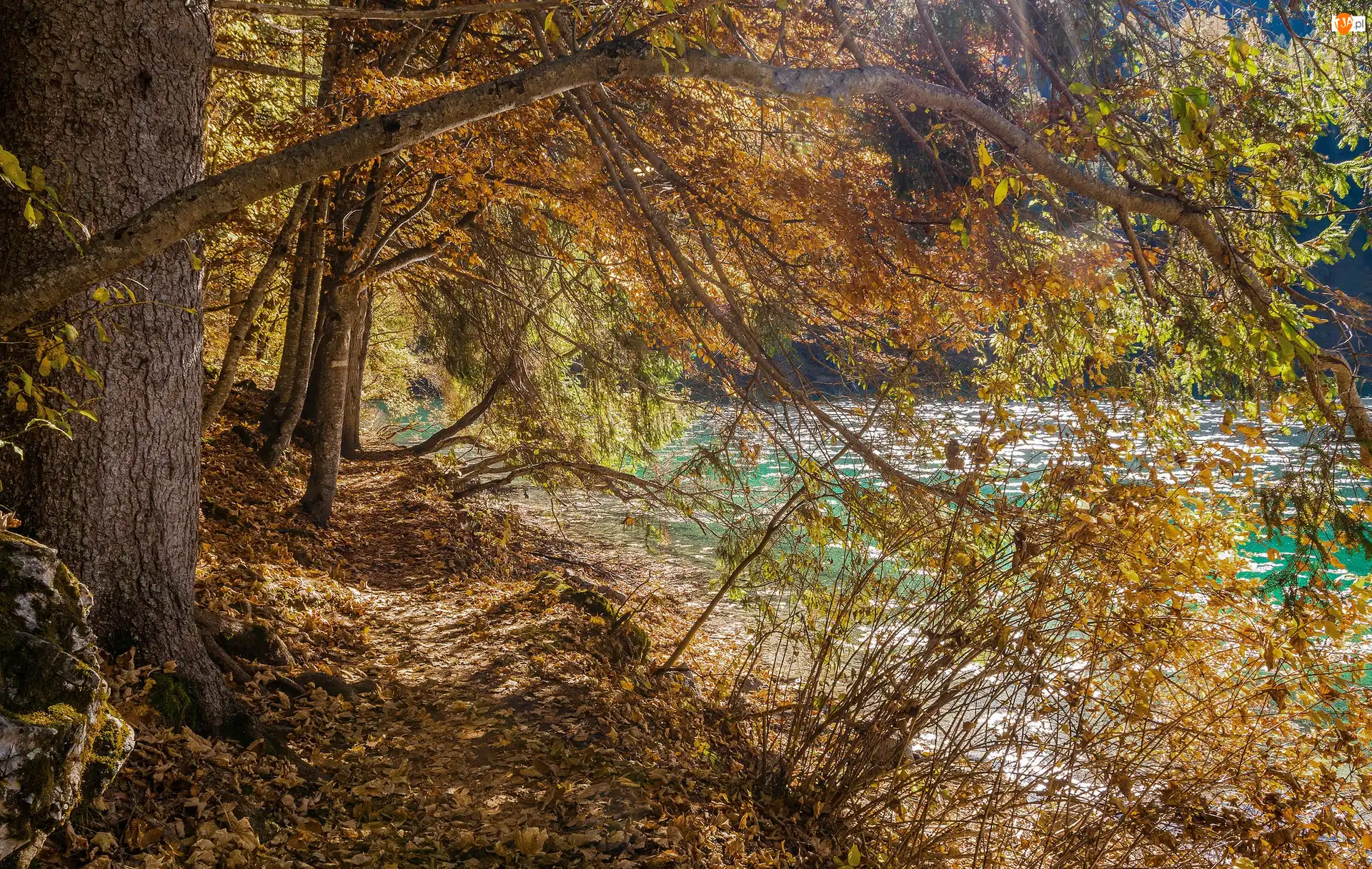 Jezioro, Lago di Tovel, Włochy, Jesień, Trydent, Brzeg, Drzewa