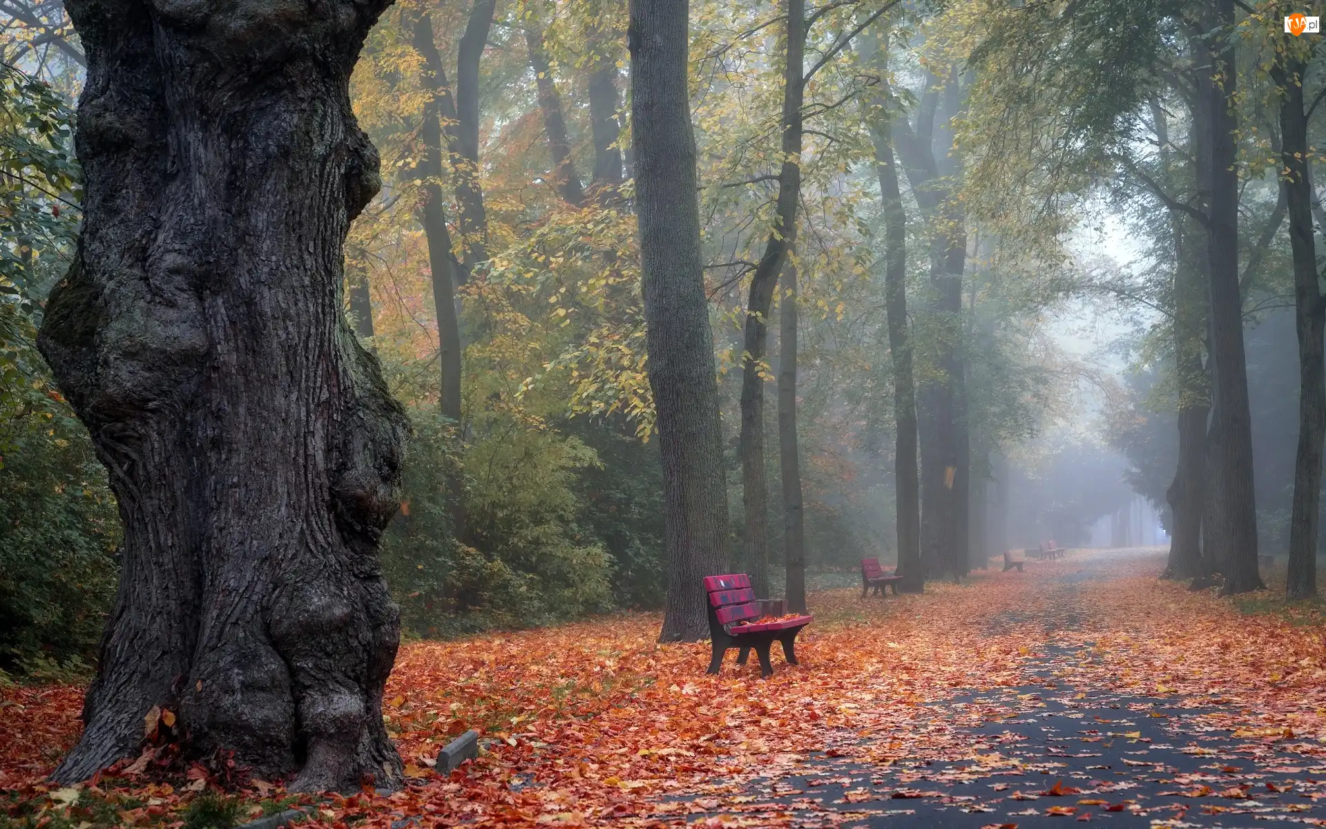 Park, Mgła, Liście, Jesień, Drzewa, Alejka, Ławki