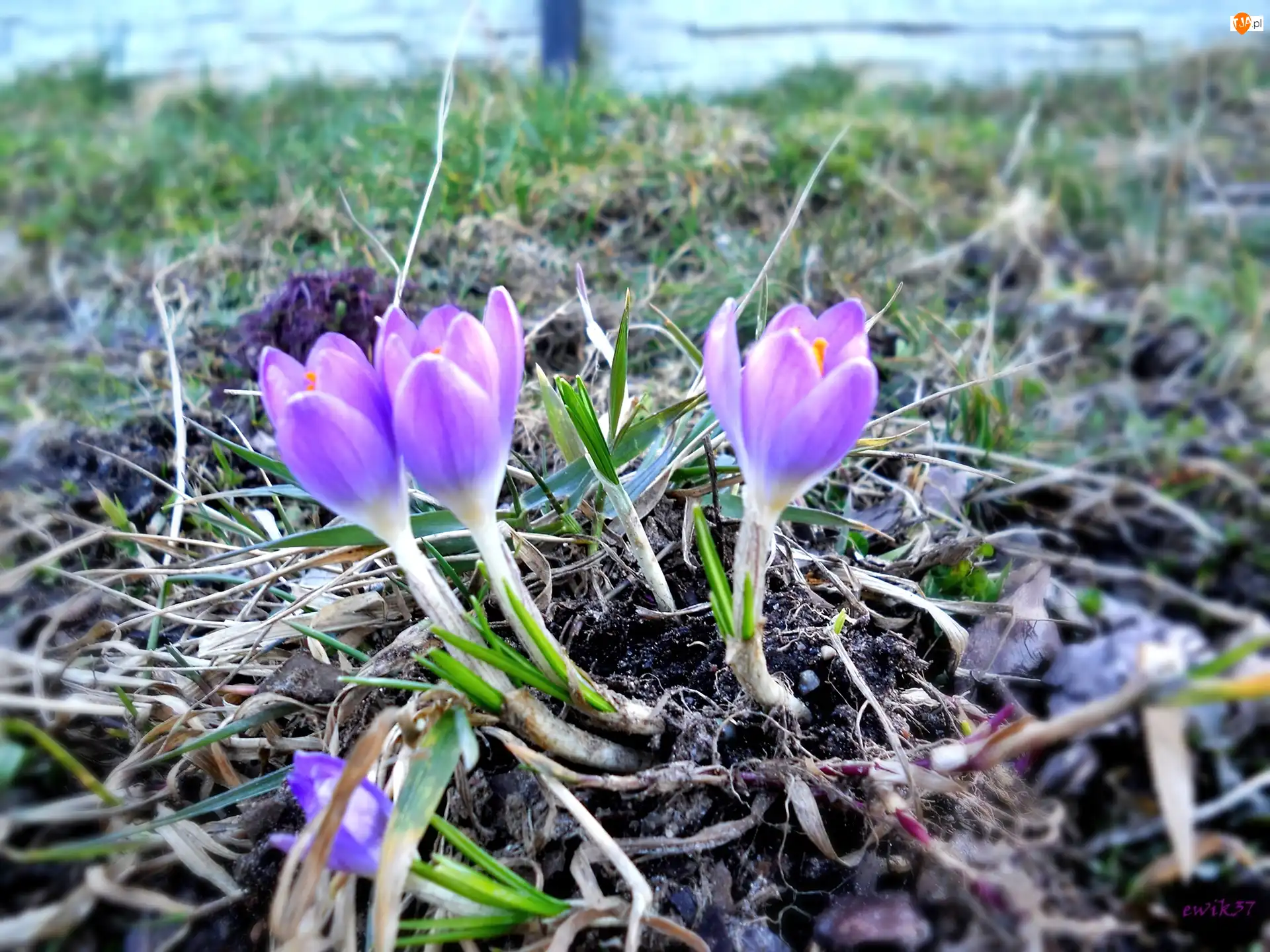 Krokus, Fioletowy
