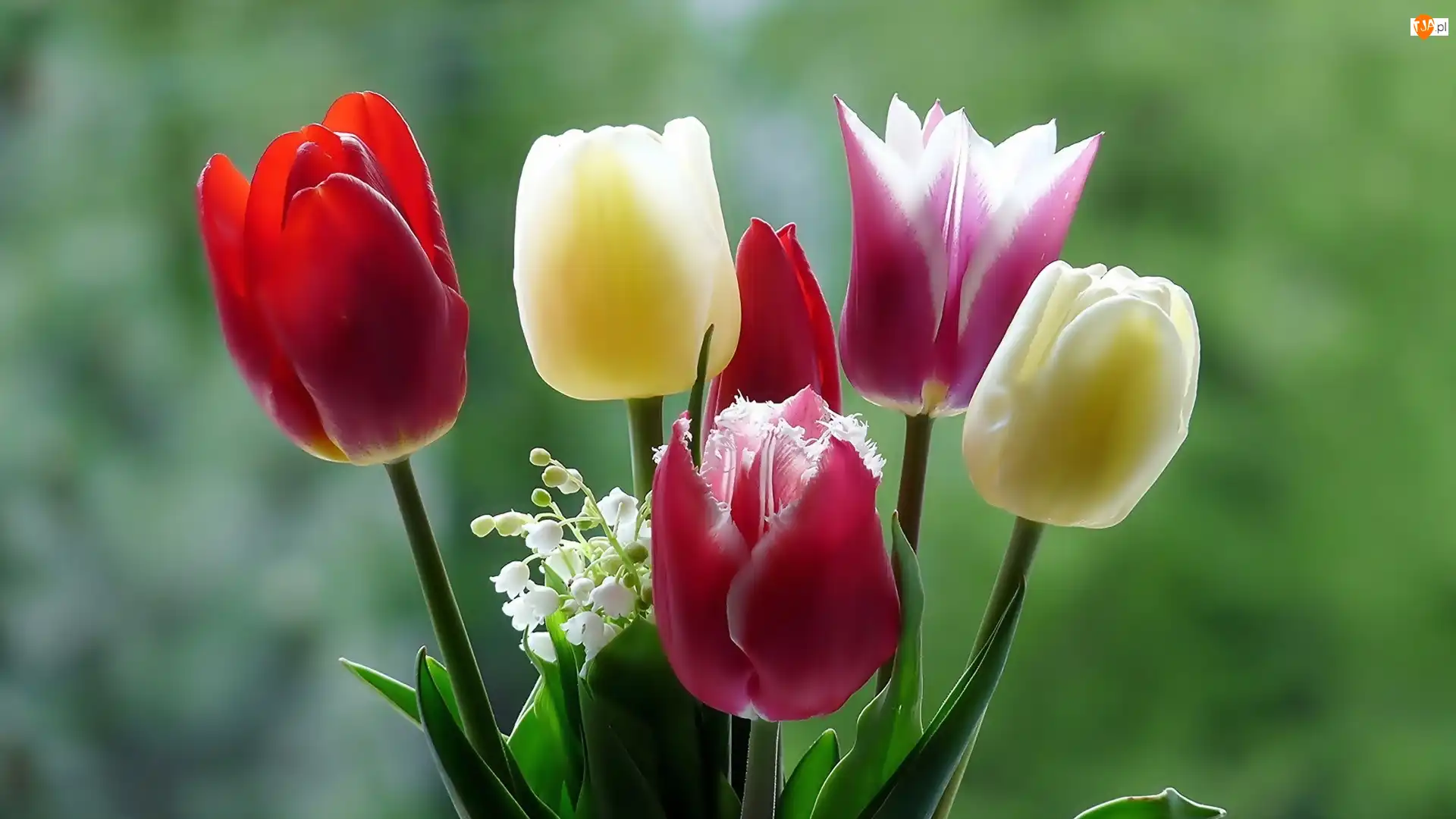 Makro, Tulipany, Konwalie