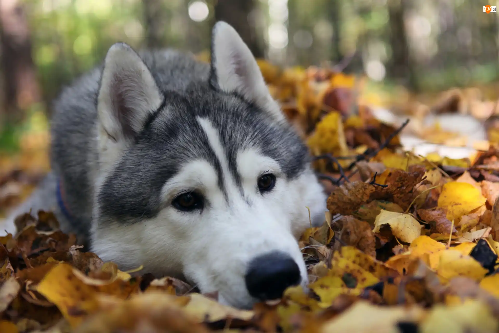 Liście, Siberian Husky