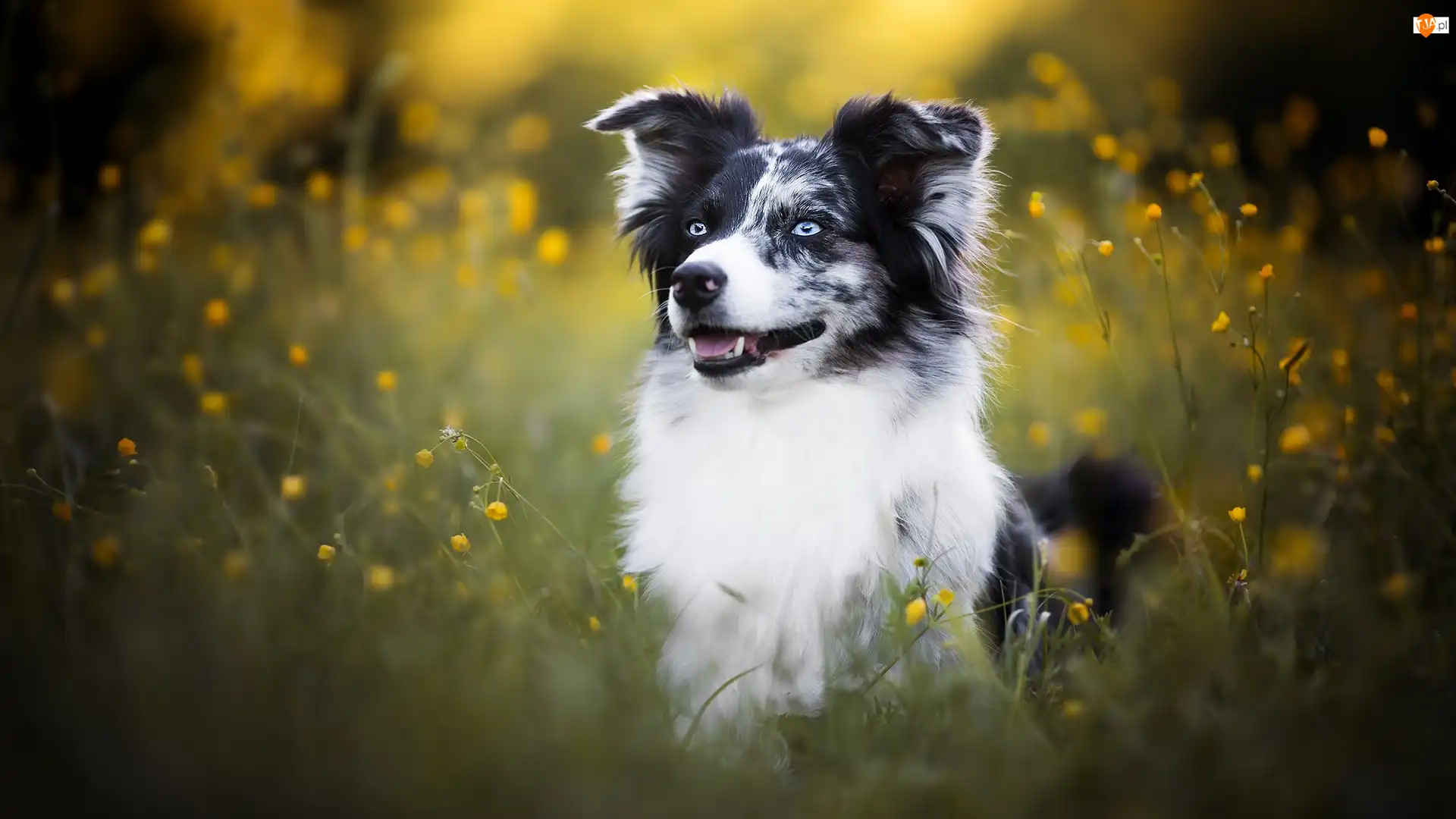 Łąka, Kwiaty, Border collie, Pies, Żółte
