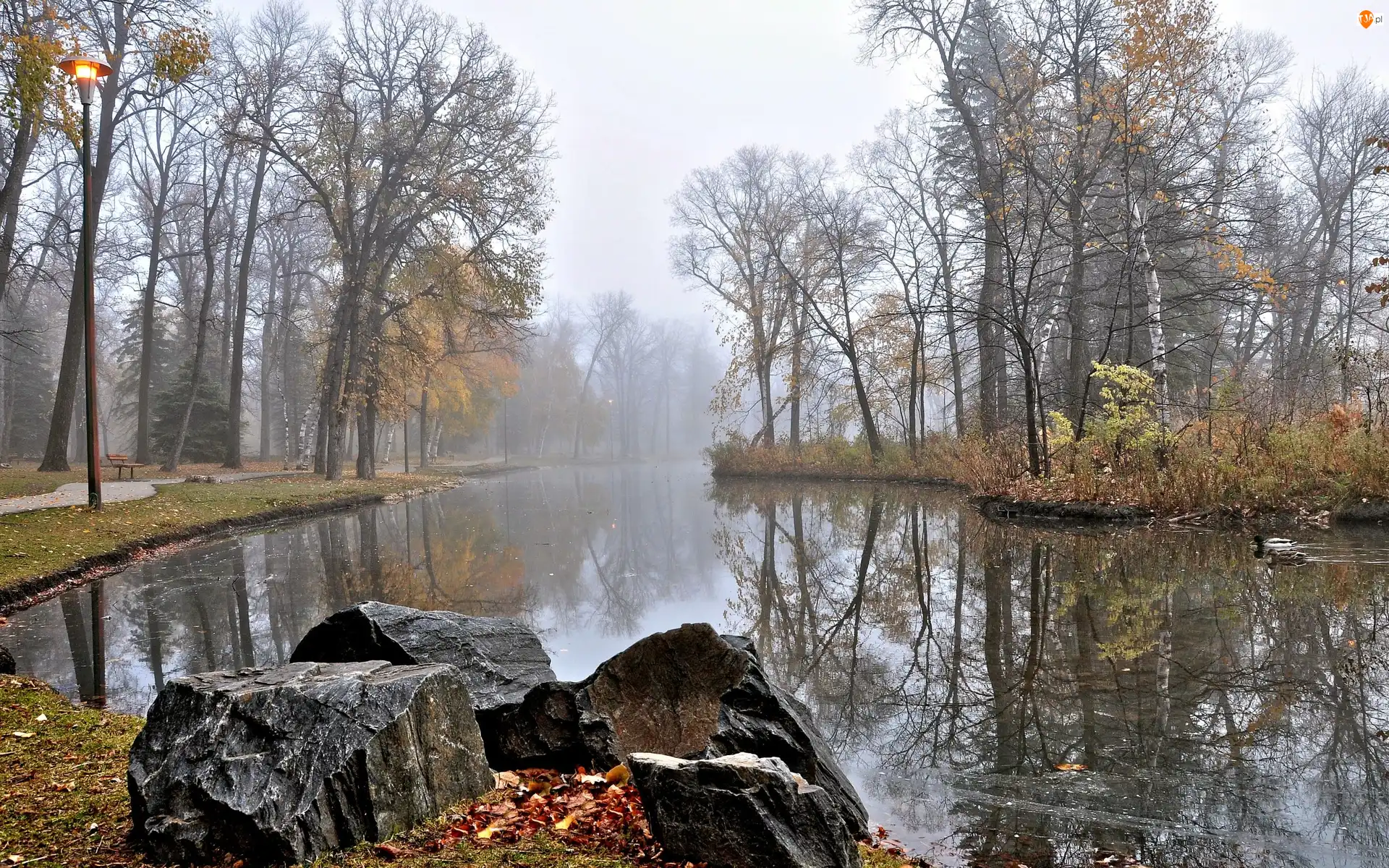 Kaczki, Rzeka, Park, Jesień, Kamienie, Mgła