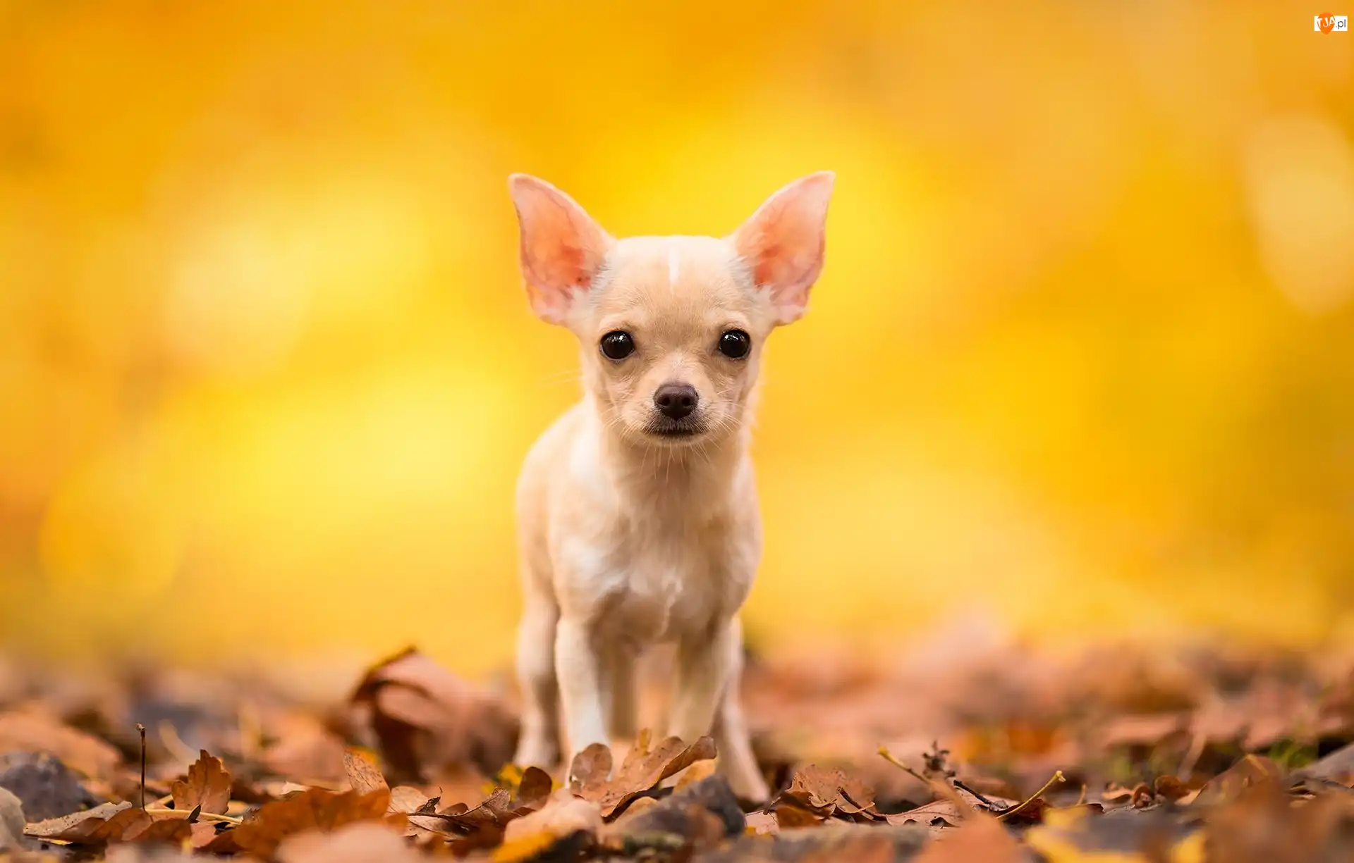Chihuahua krótkowłosa, Pies, Biszkoptowy