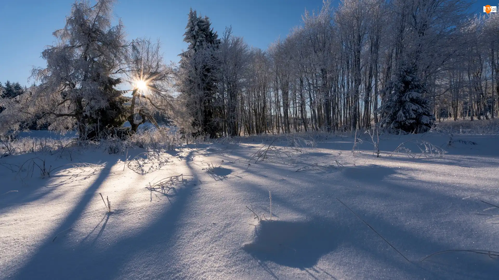 Śnieg, Zima, Las, Drzewa, Promienie słońca, Ośnieżone