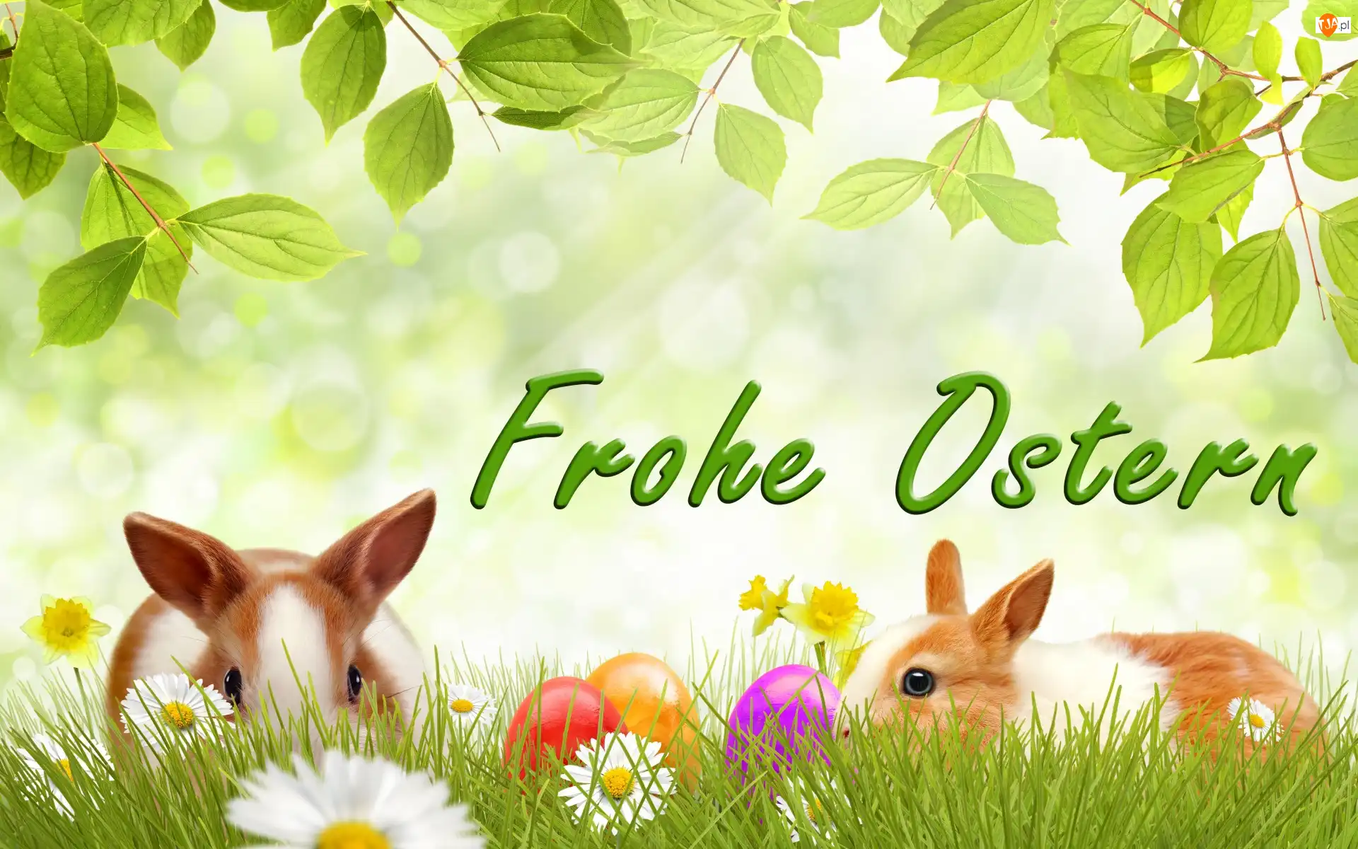 Króliki, Wielkanoc, Kwiaty, Stokrotki, Jajka, Żonkile