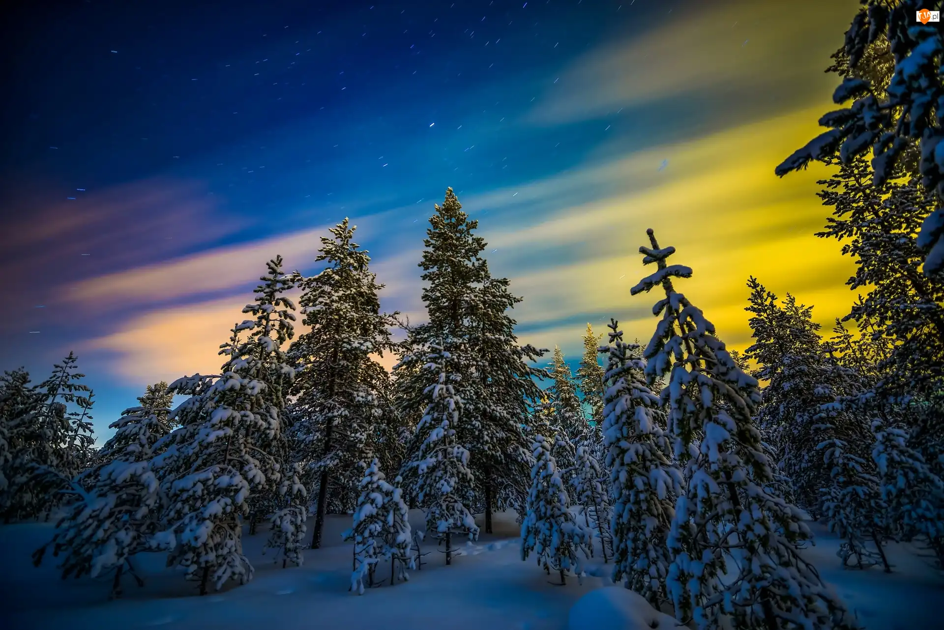 Śnieg, Zima, Ośnieżone Drzewa