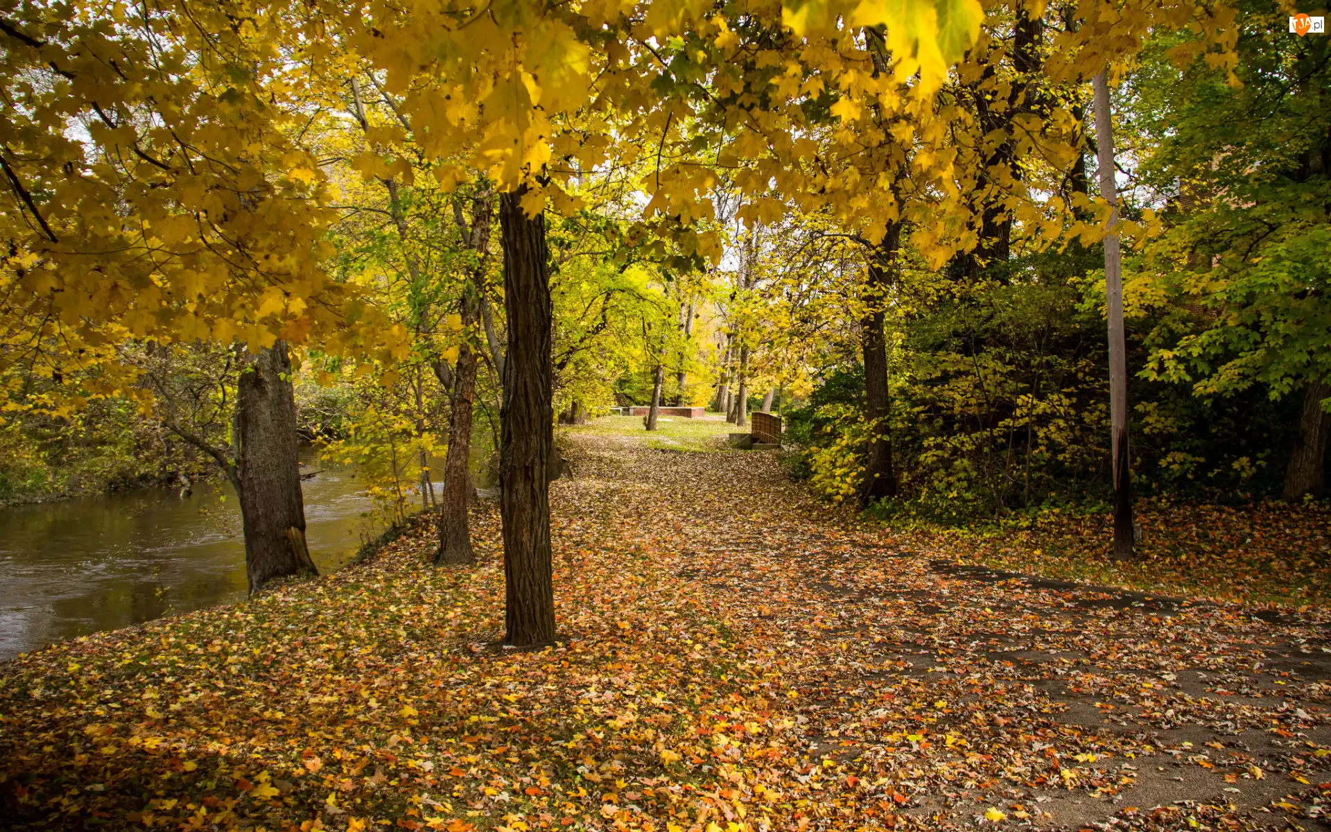 Park, Jesień, Liście, Rzeka, Drzewa, Alejka