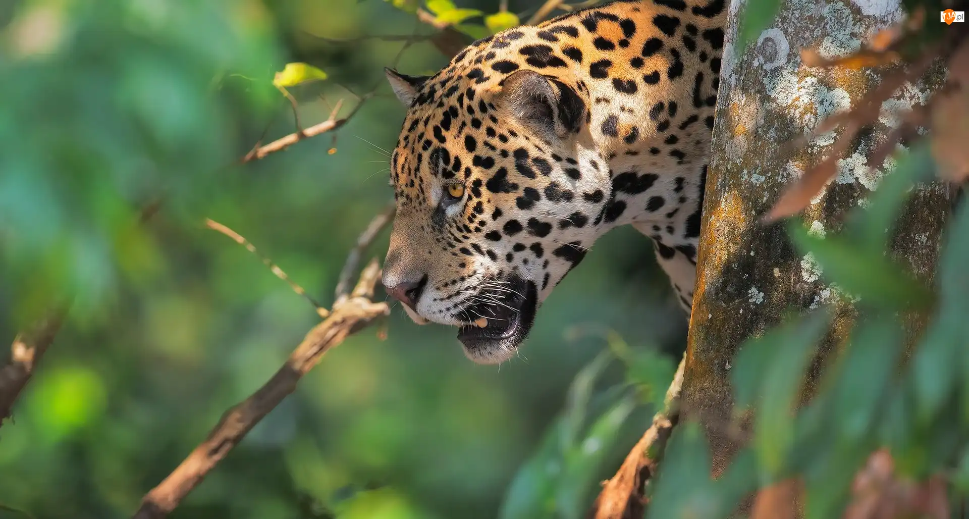 Drzewo, Jaguar amerykański
