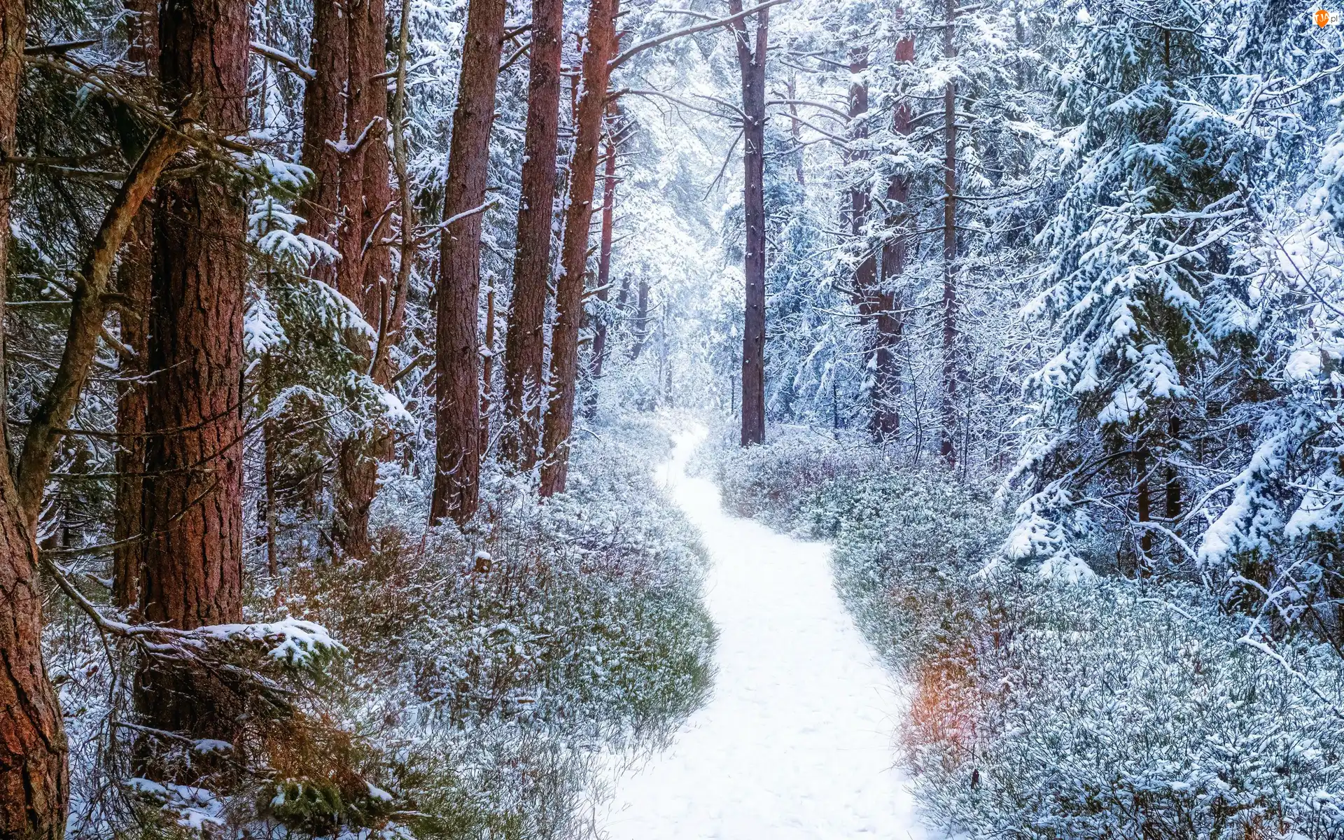 Śnieg, Zima, Drzewa, Ścieżka, Las, Zaśnieżona