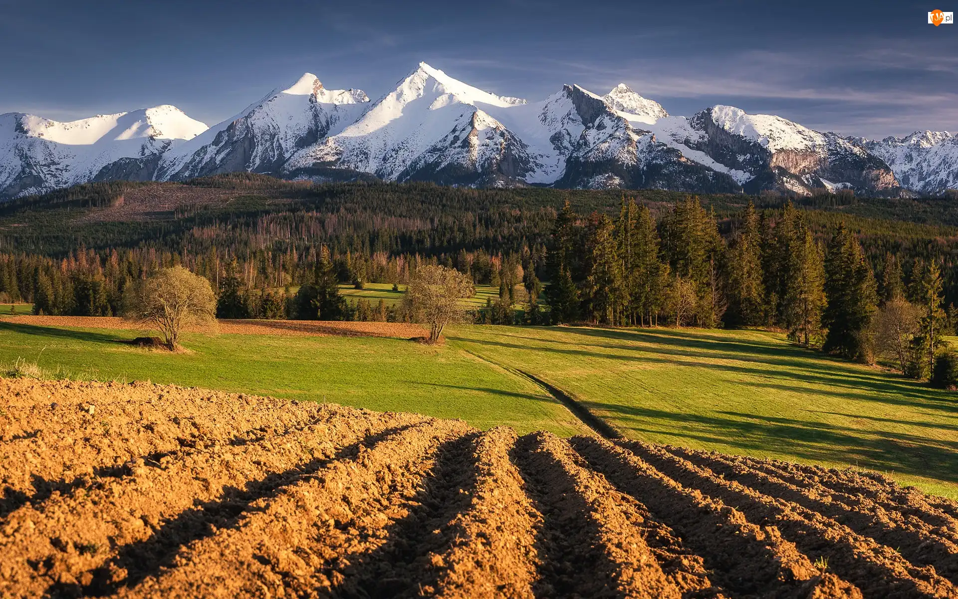 Tatry, Góry, Drzewa, Polska, Las, Pole