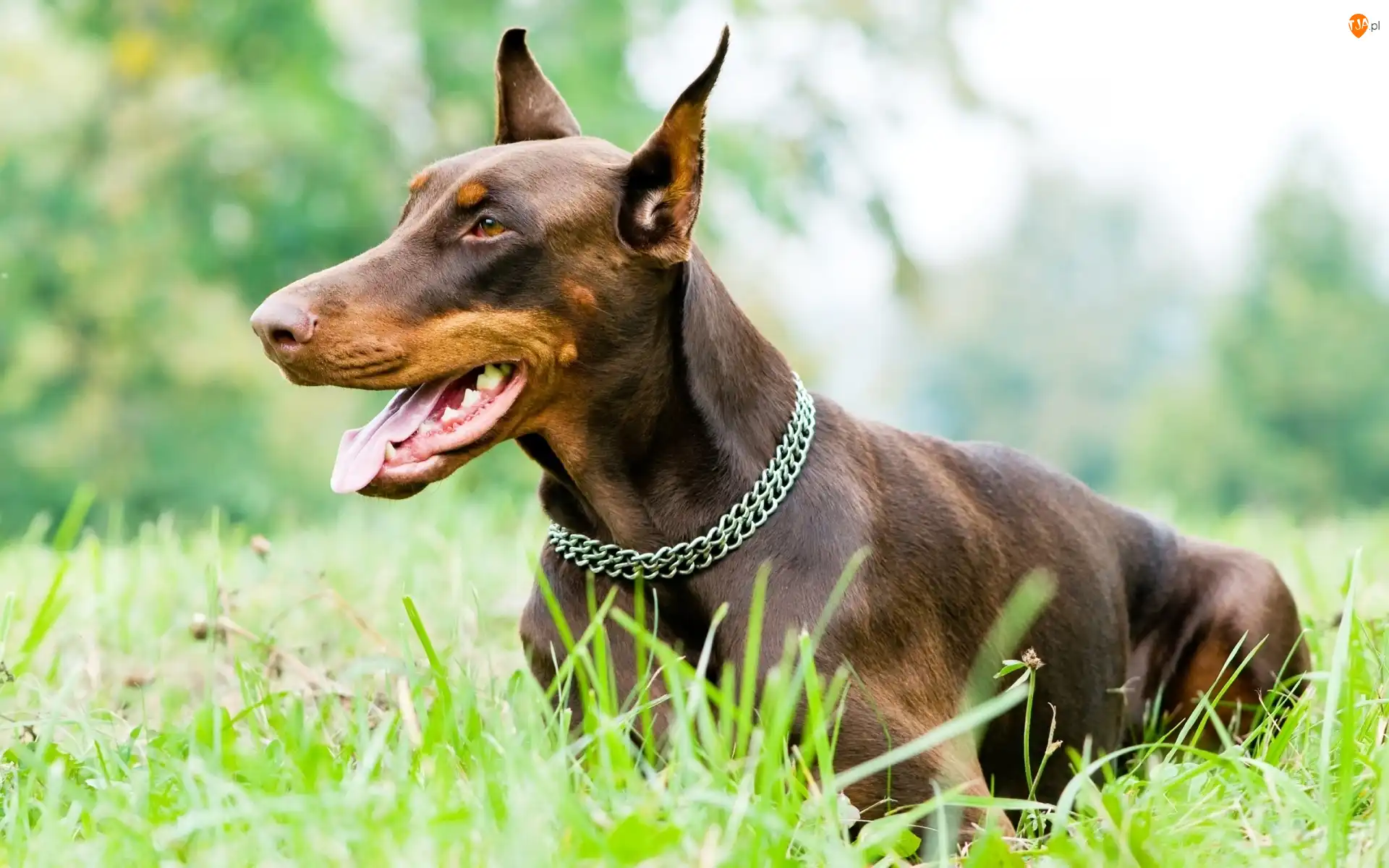 Trawa, Pies, Doberman, Obroża