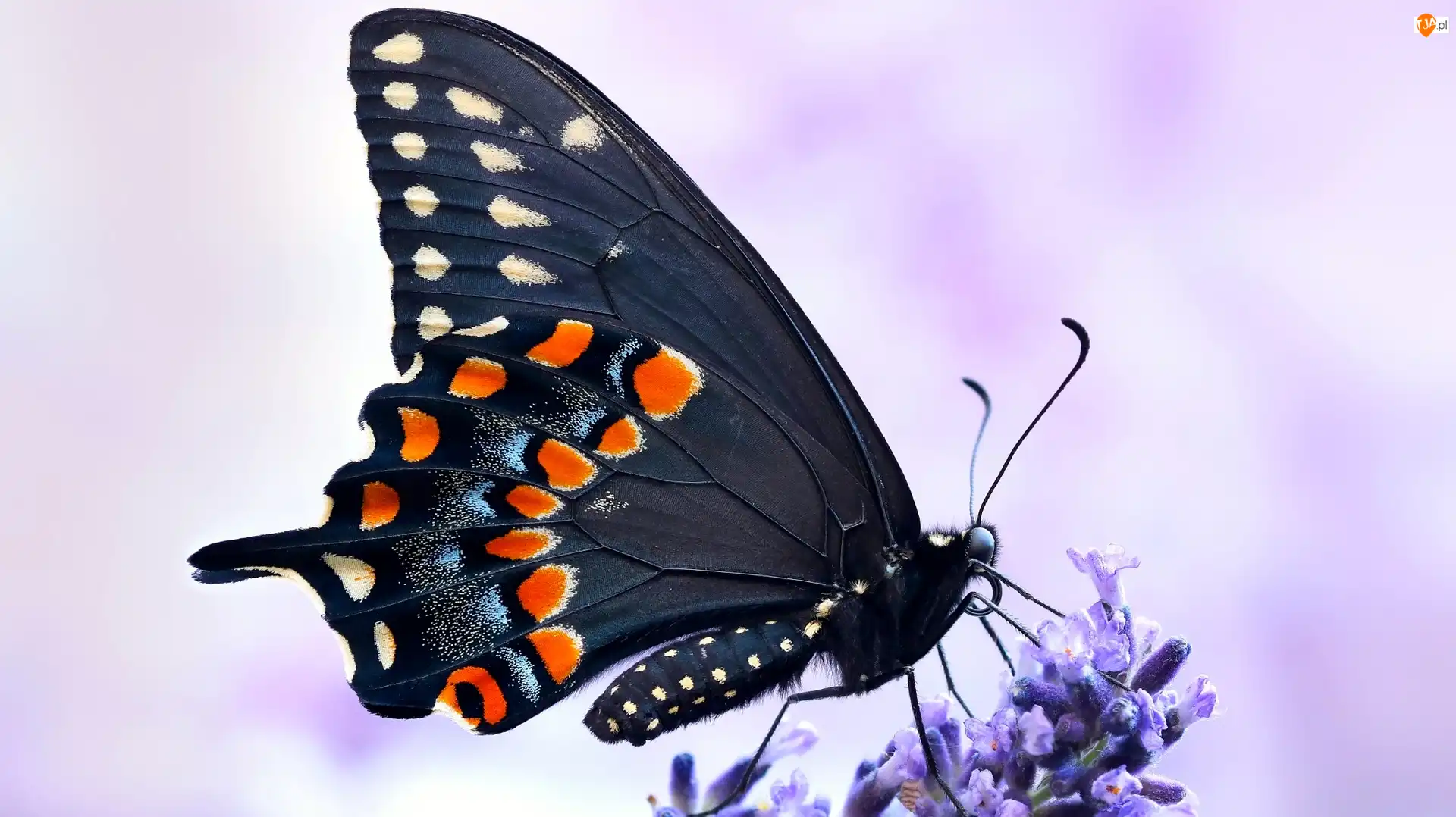 Paź królowej, Makro, Czarny, Motyl, Lawenda