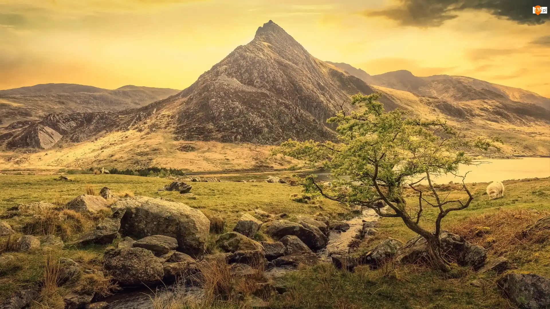 Walia, Dolina, Ogwen Valley, Rzeka, Góra Tryfan, Góry, Owca, Drzewo, Kamienie, Park Narodowy Snowdonia