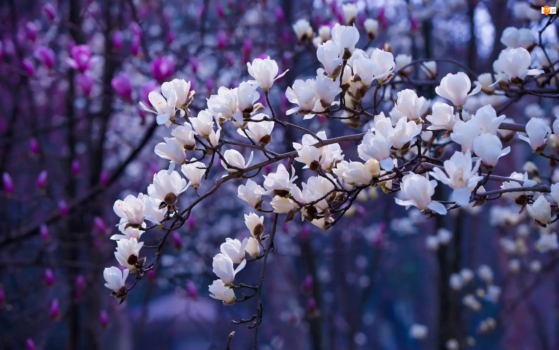 Gałązki, Białe, Kwiaty, Magnolia