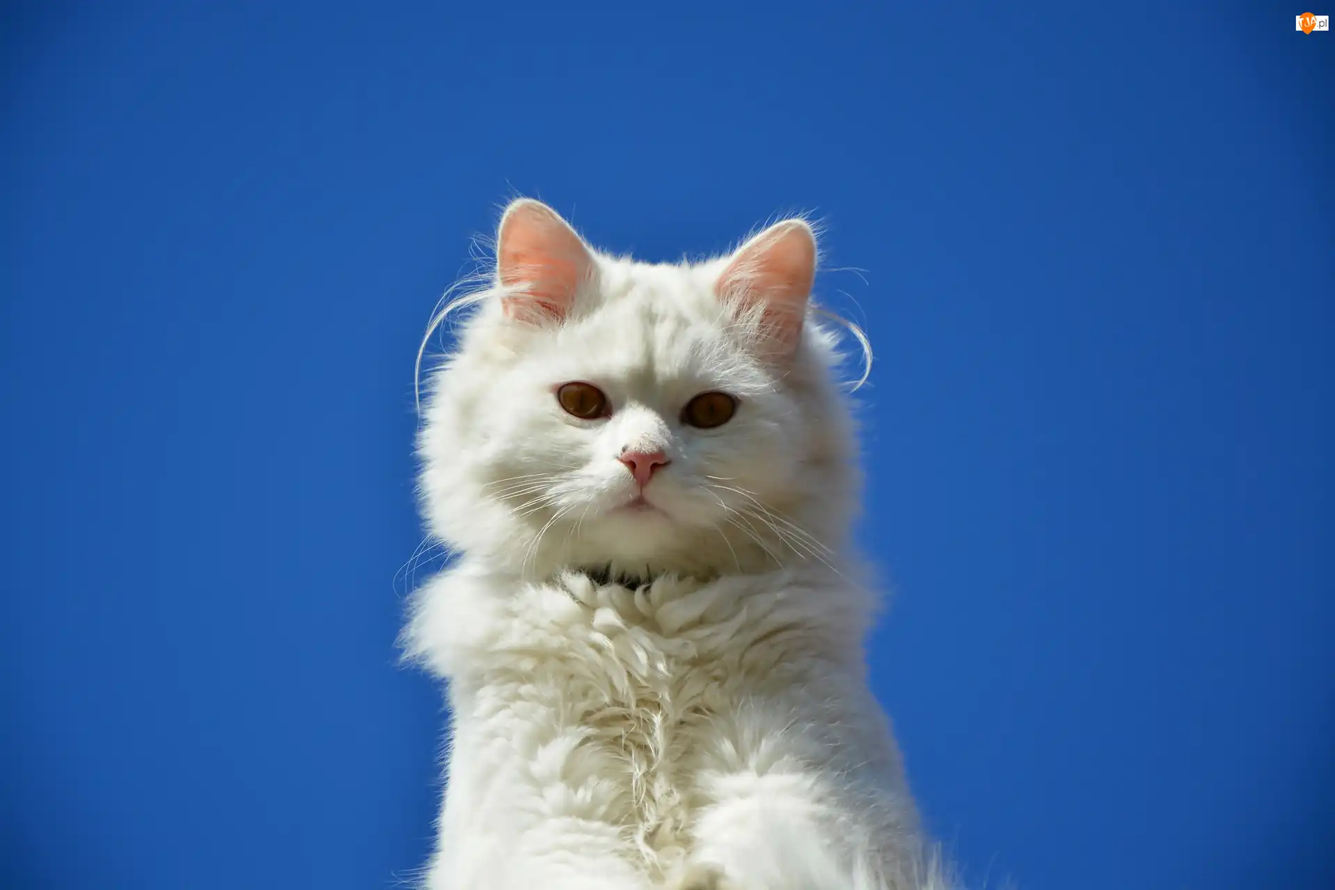 Kot turecka angora, Biały