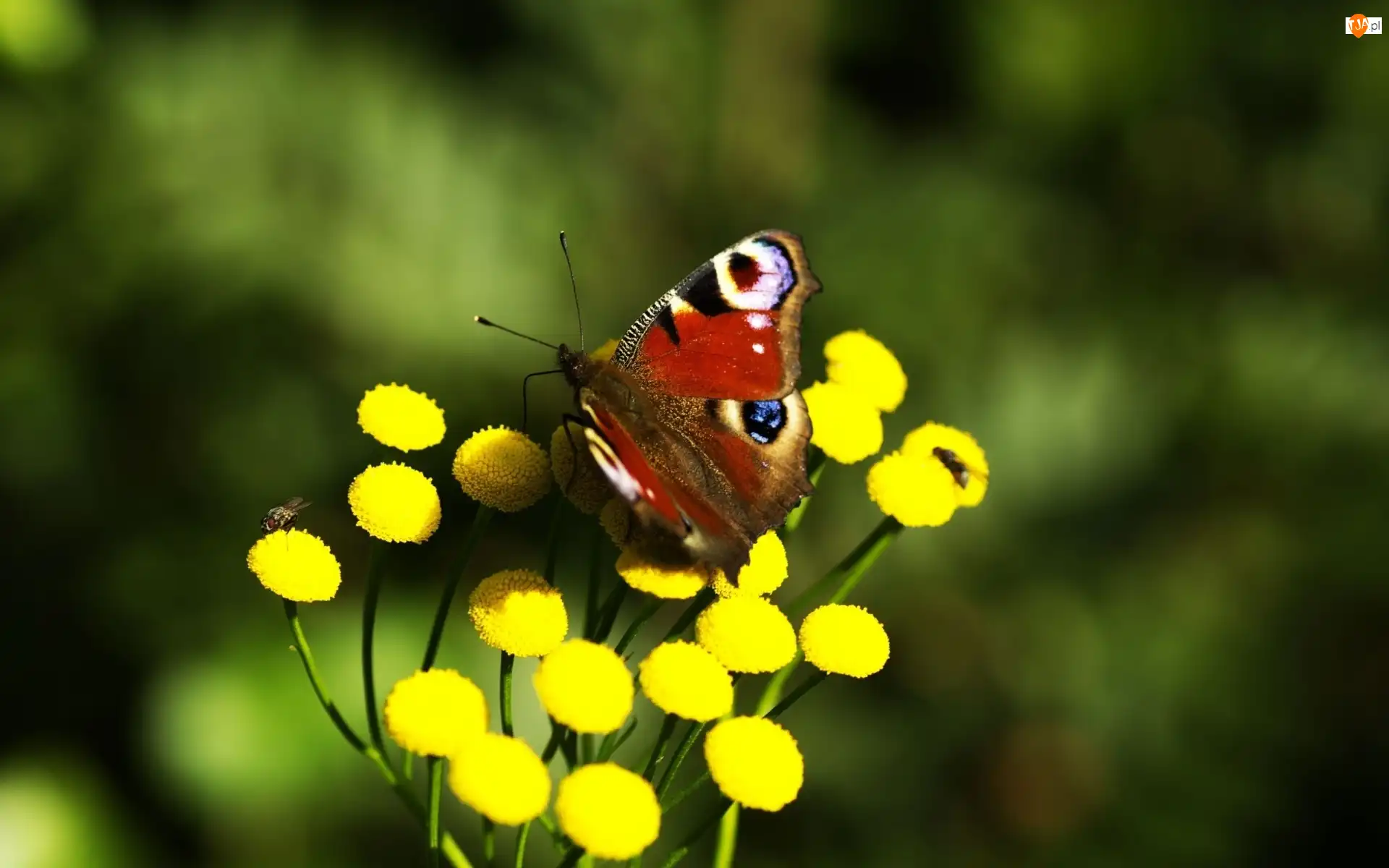 Kwiaty, Motyl, Rusałka pawik, Żółte