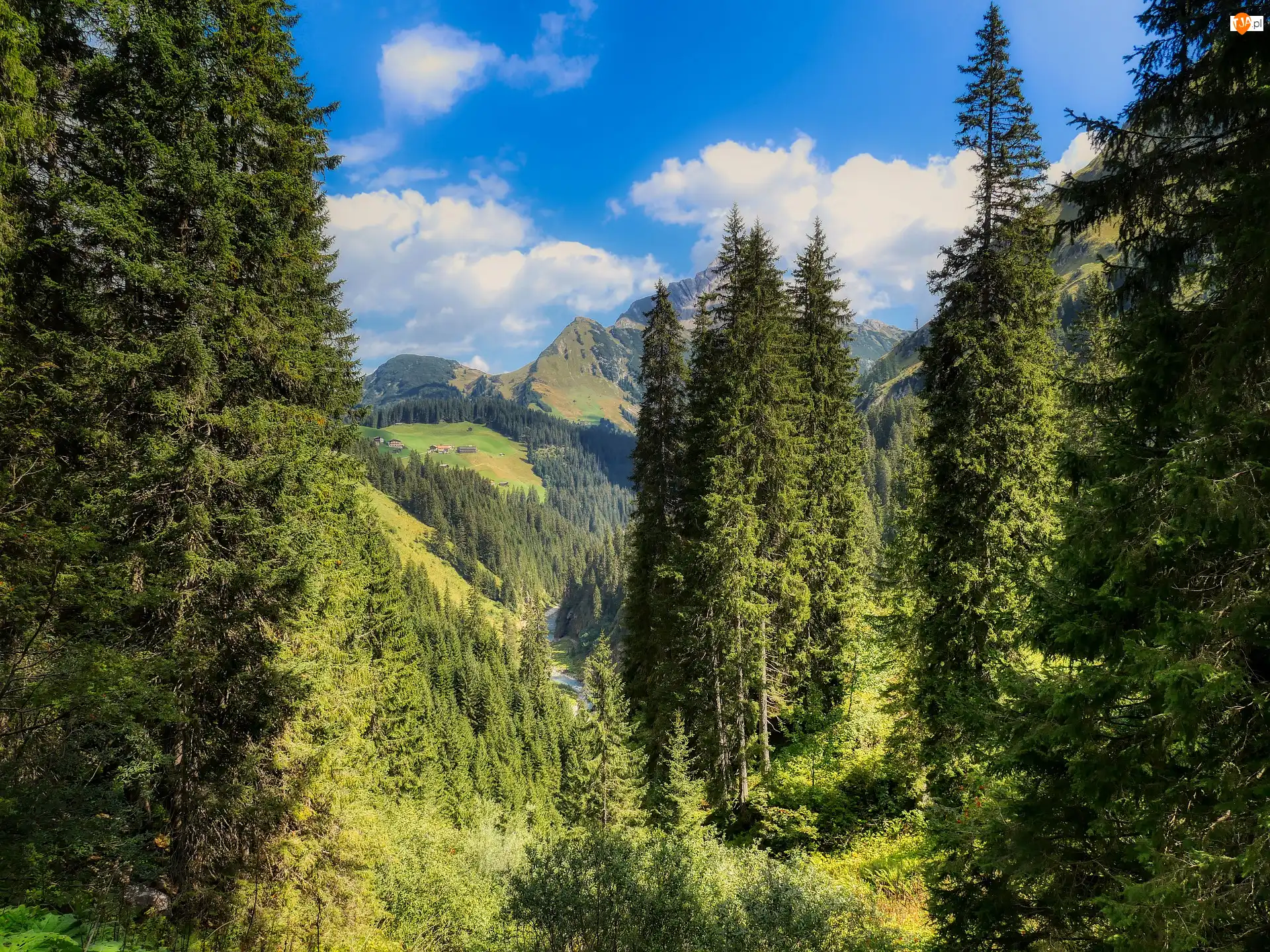 Las, Dolina, Austria, Drzewa, Tyrol, Alpy, Góry