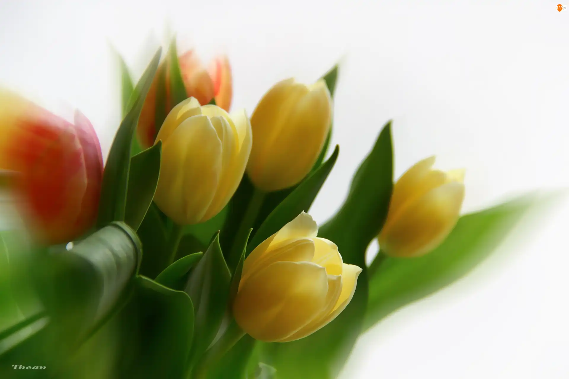 Tulipany, Żółte, Czerwone