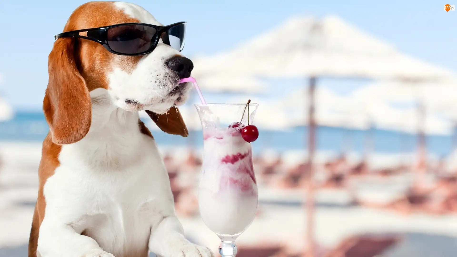 Koktajl, Pies, Beagle, Okulary