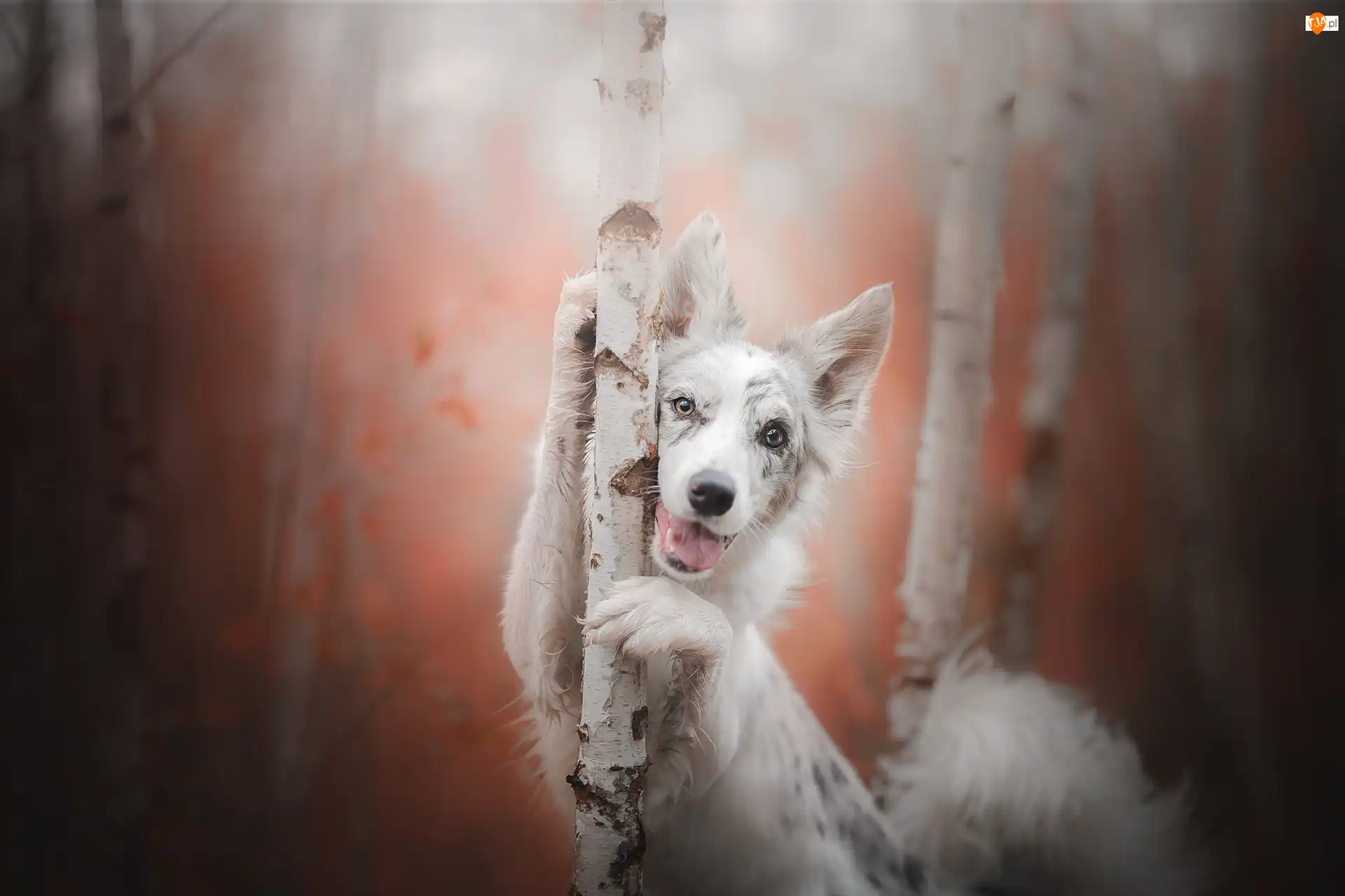 Brzozy, Pies, Border collie