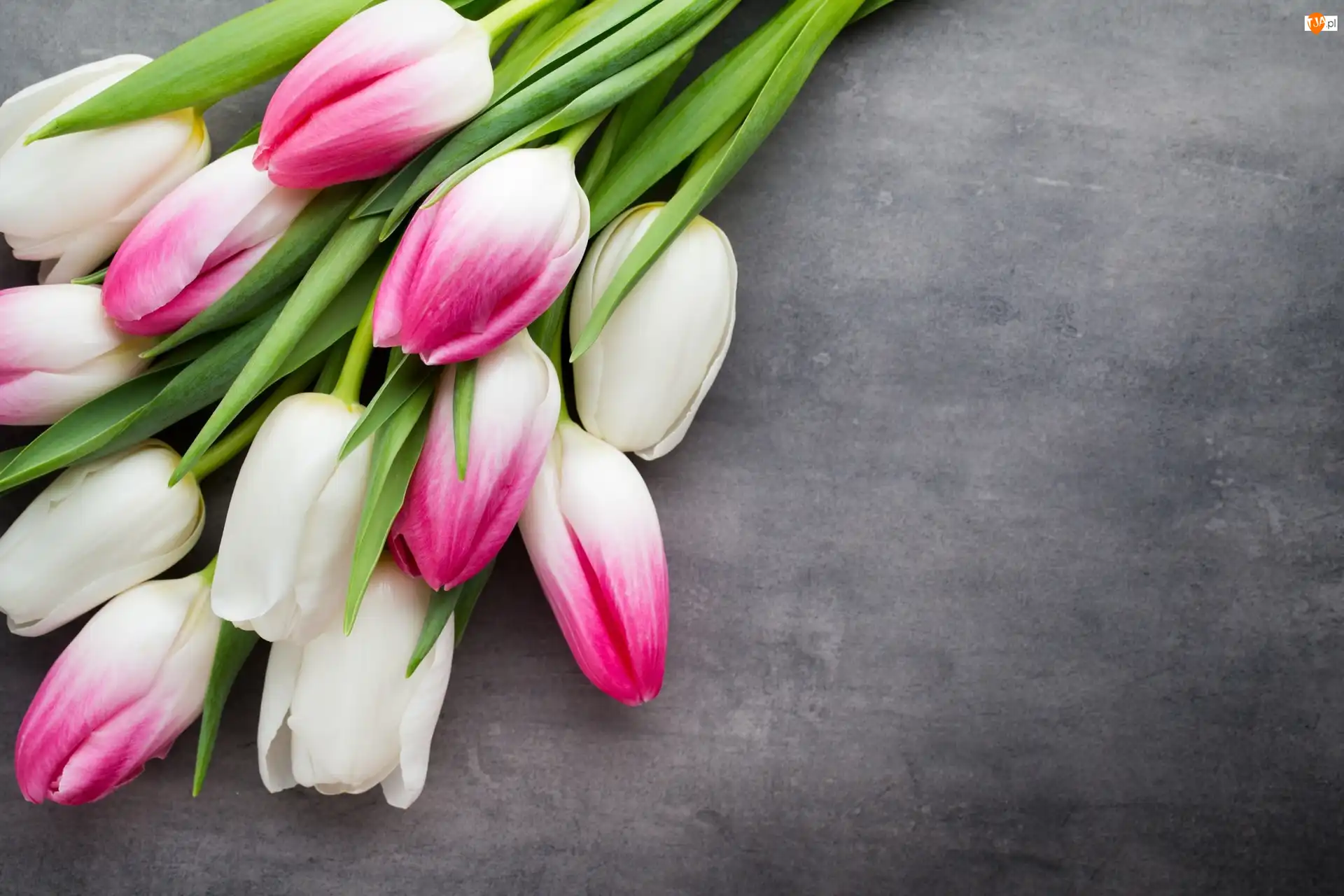 Tulipany, Biało-różowe