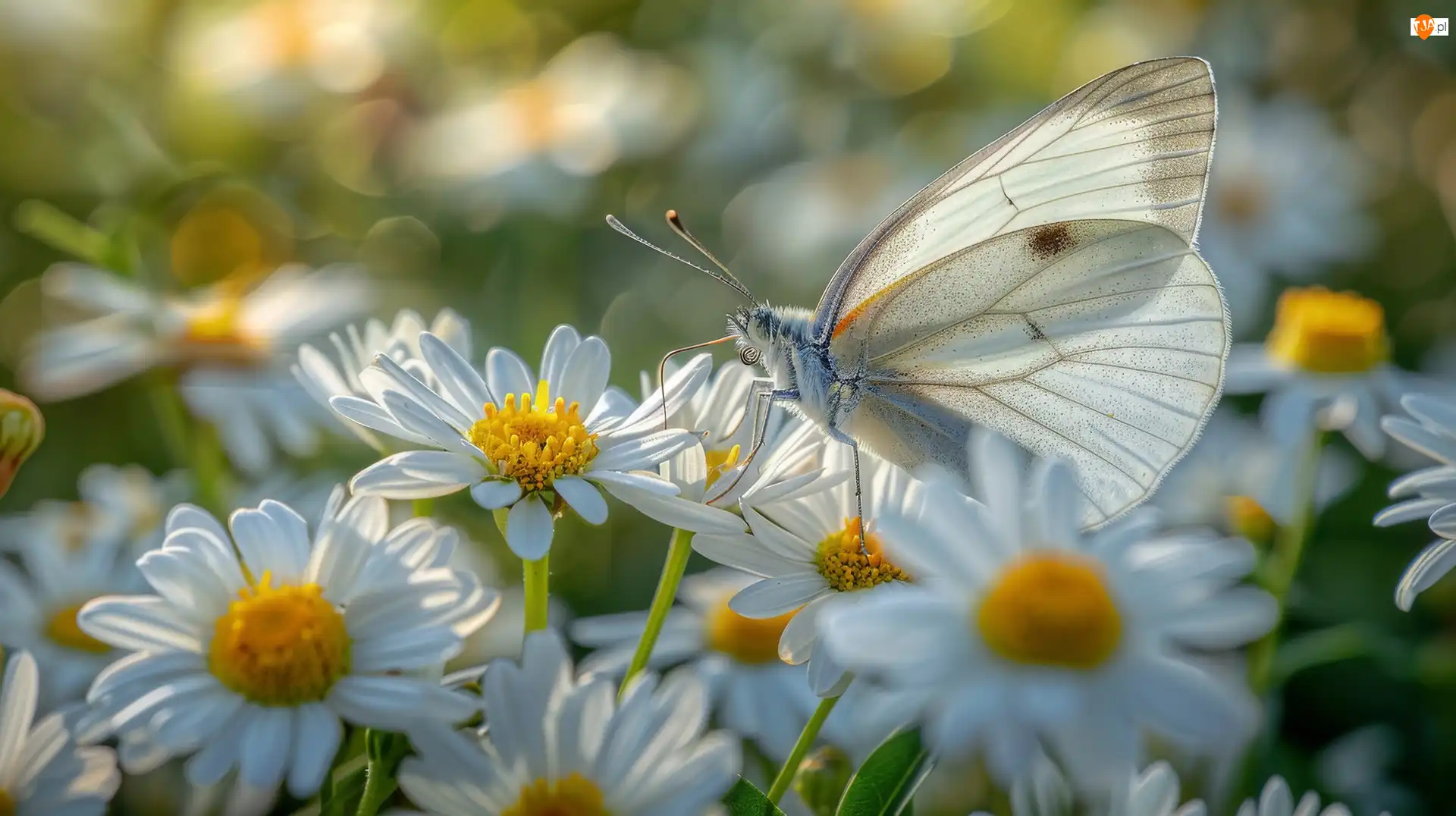 Bielinek kapustnik, Motyl, Kwiaty, Grafika, Białe, Światło