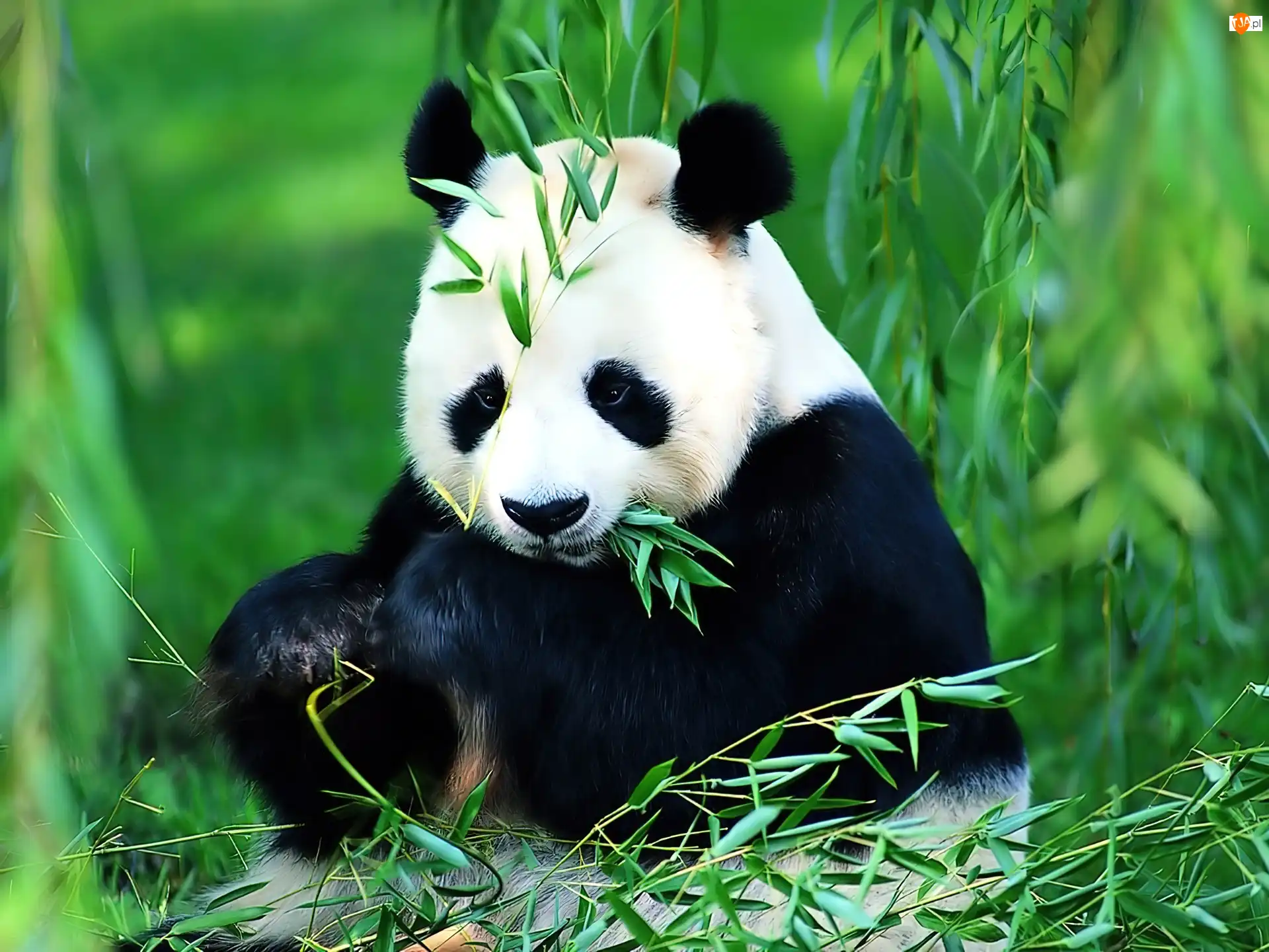 Liście, Miś, Panda